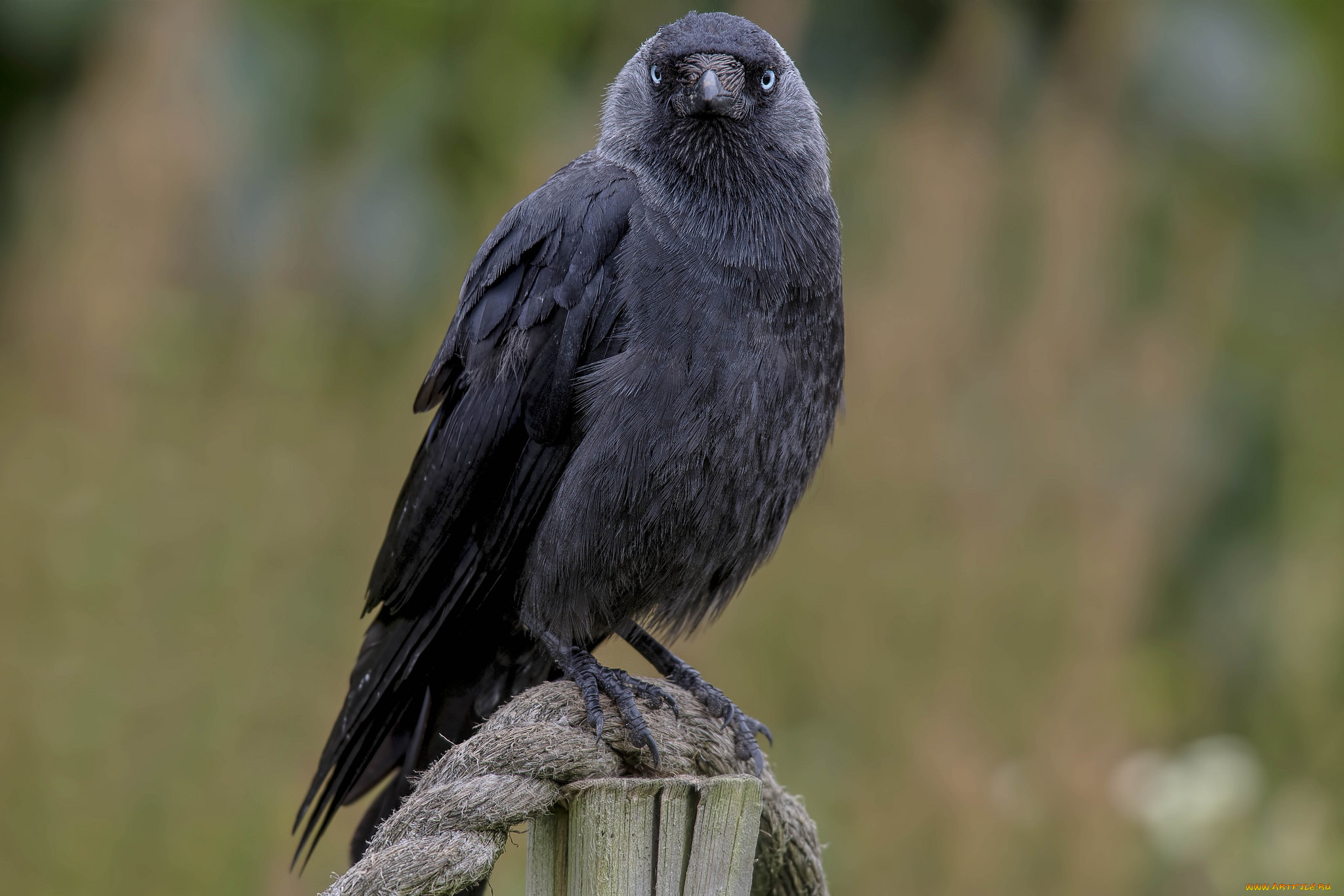 животные, вороны, , грачи, , галки, птичка