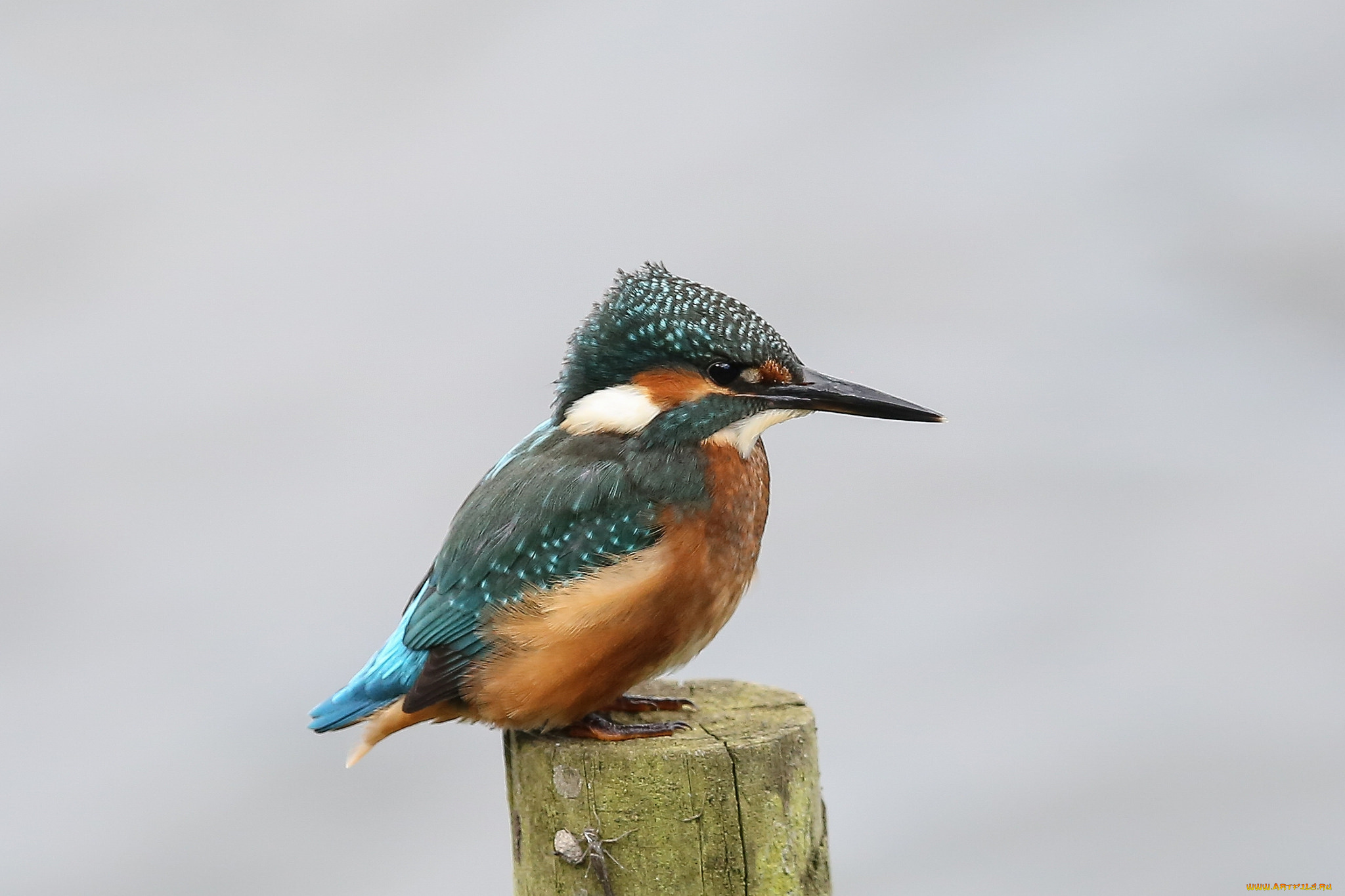 животные, зимородки, птичка