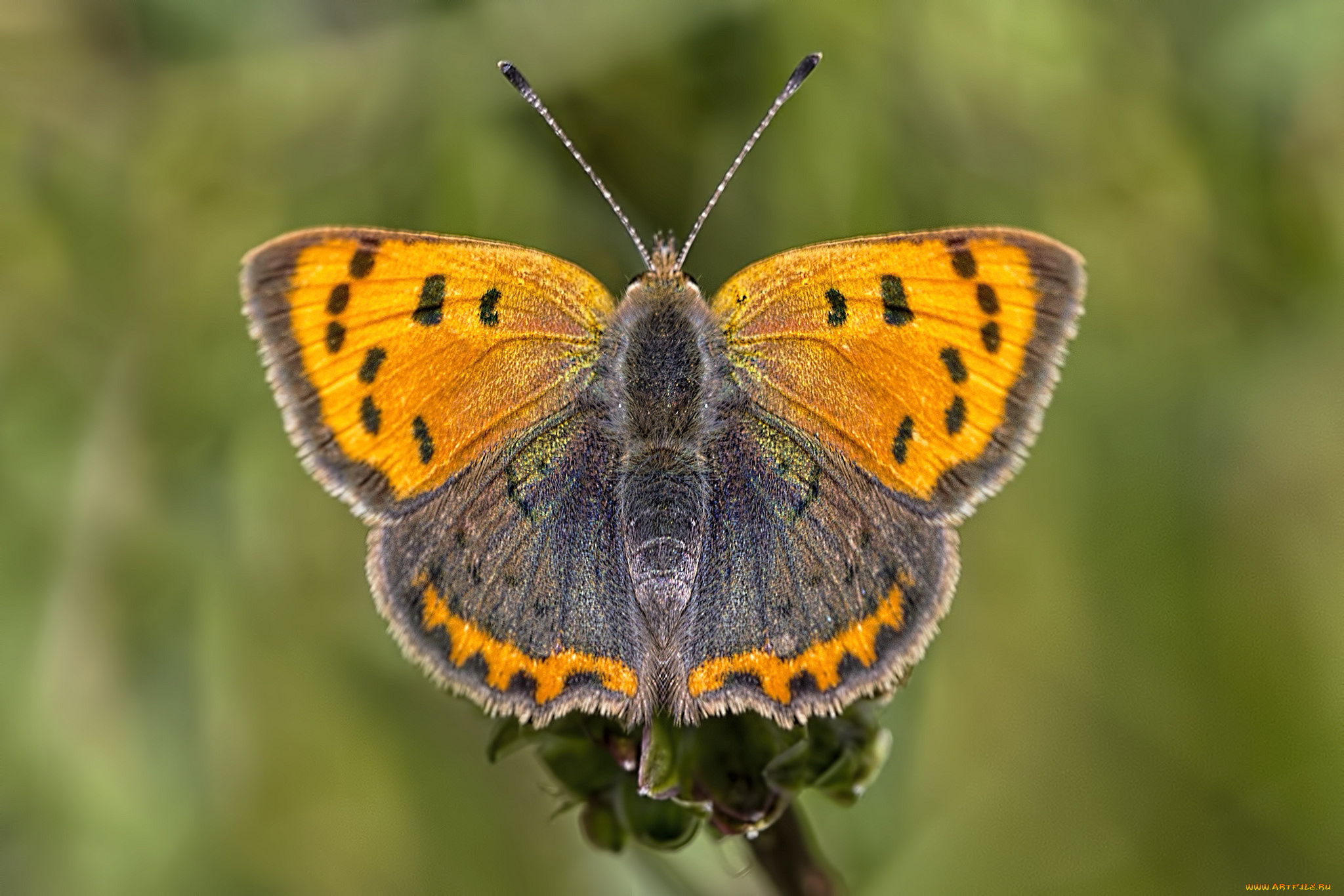 животные, бабочки, , мотыльки, , моли, бабочка