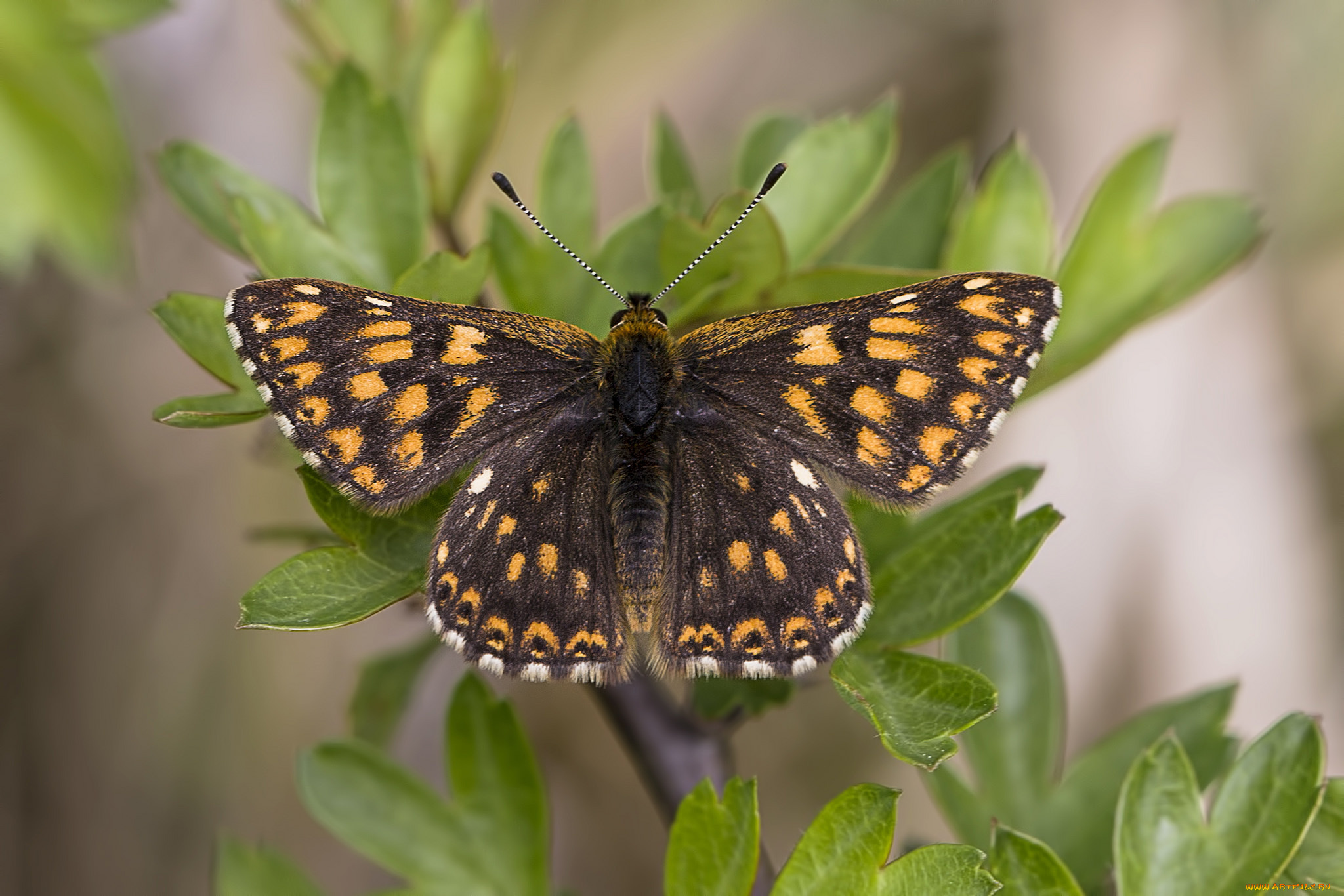 животные, бабочки, , мотыльки, , моли, бабочка
