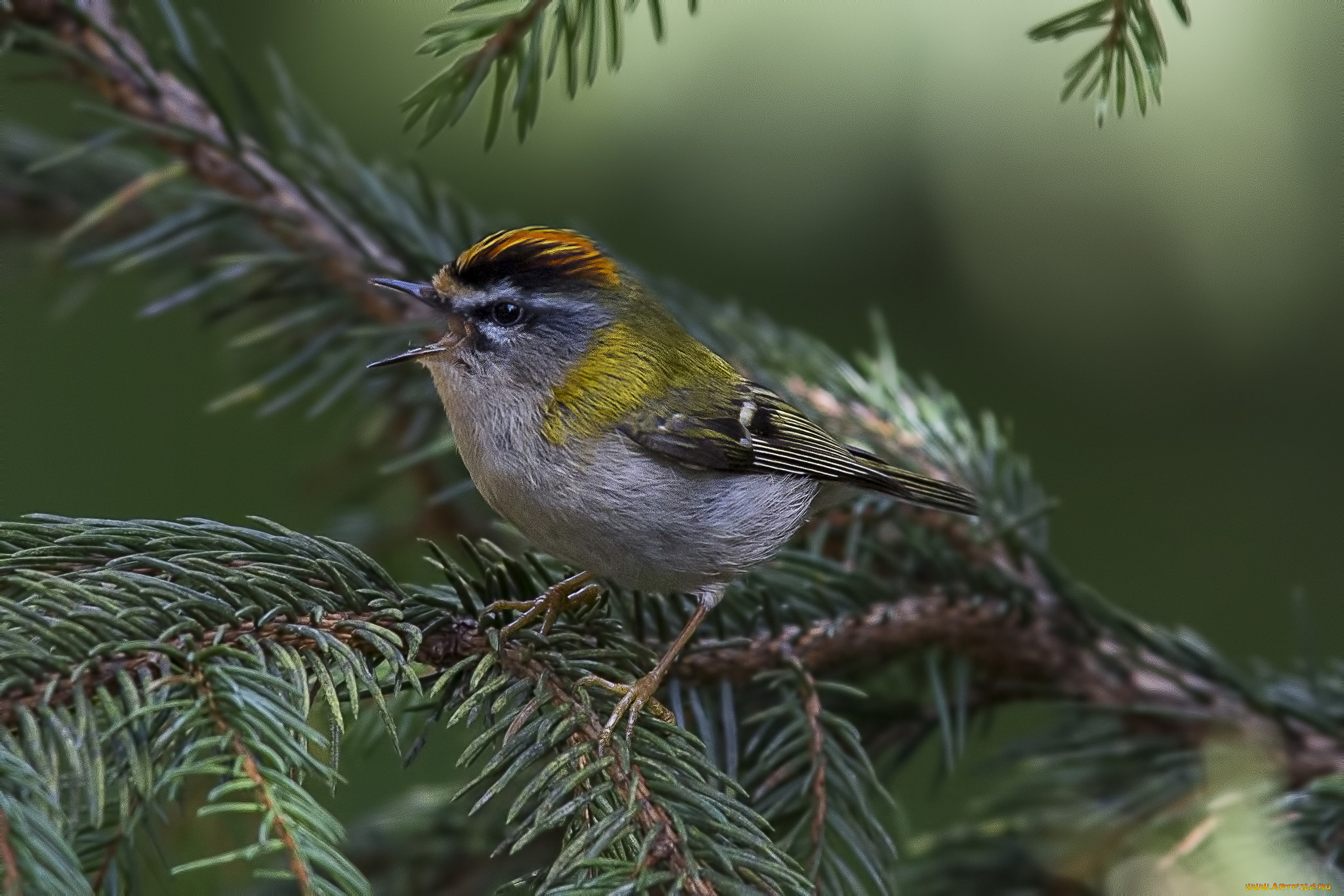 животные, птицы, птичка