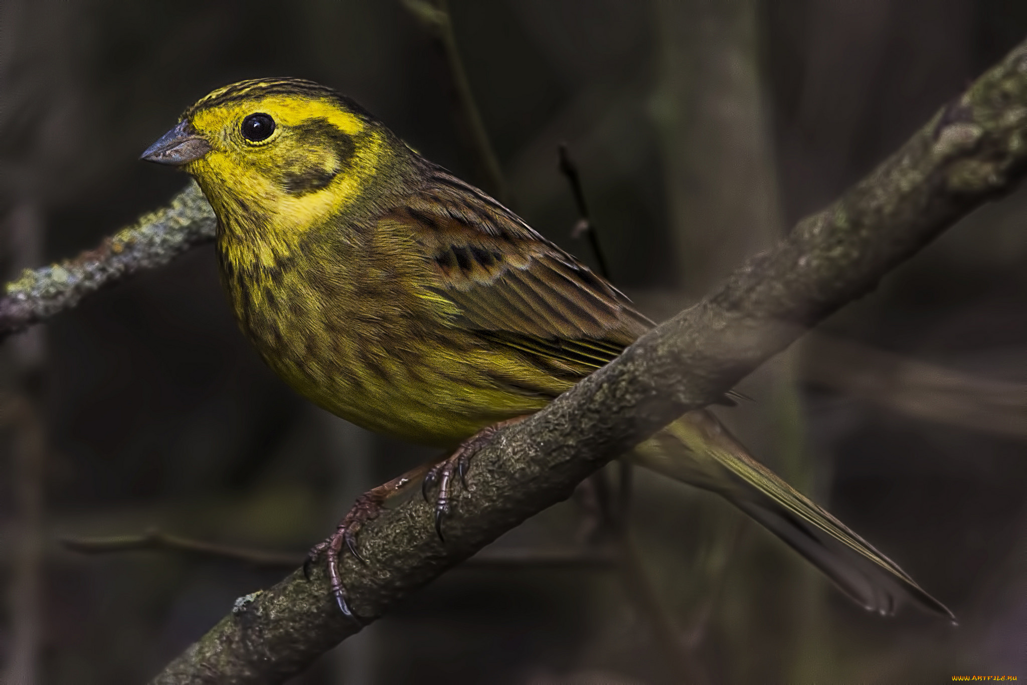 животные, птицы, птичка