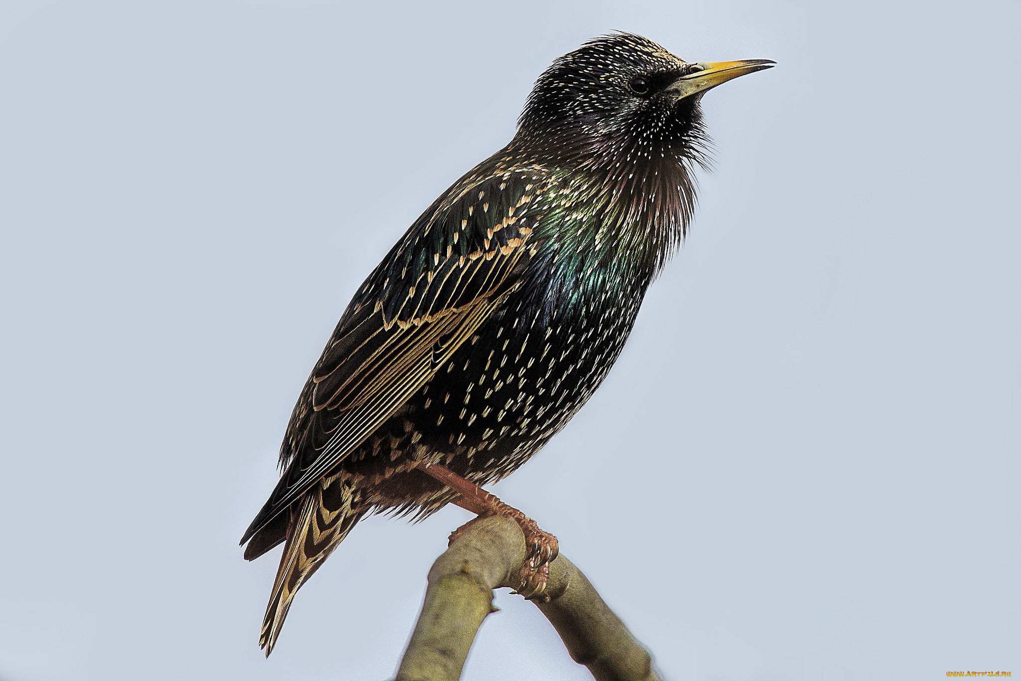 животные, птицы, птичка