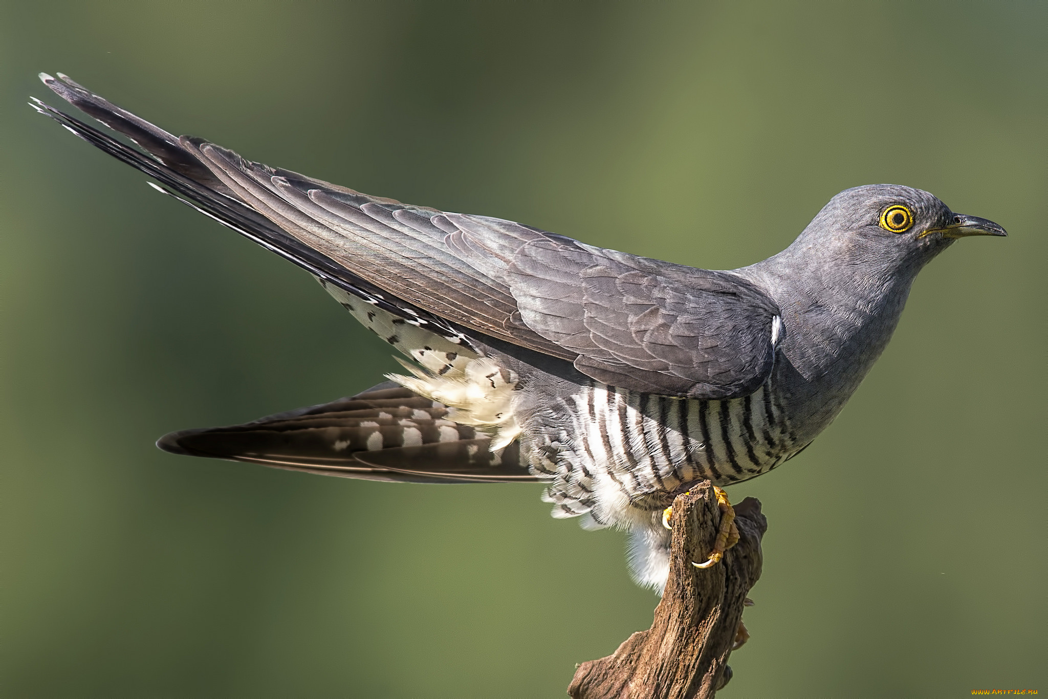 животные, птицы, птичка