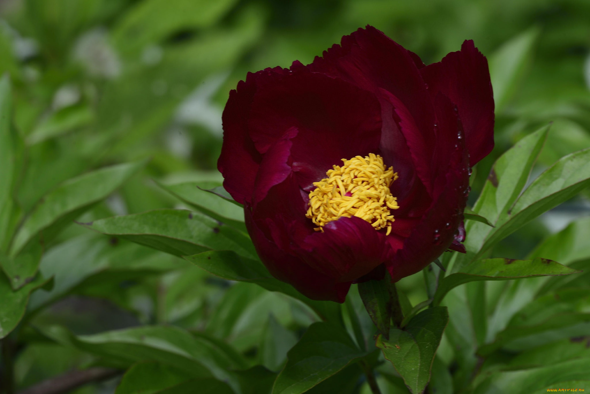 цветы, пионы, макро, бордовый, пион