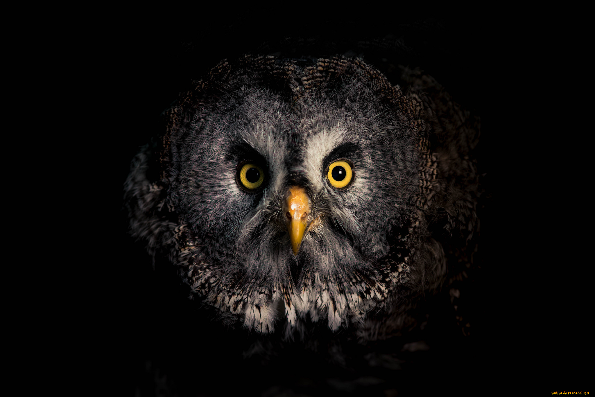 животные, совы, птичка