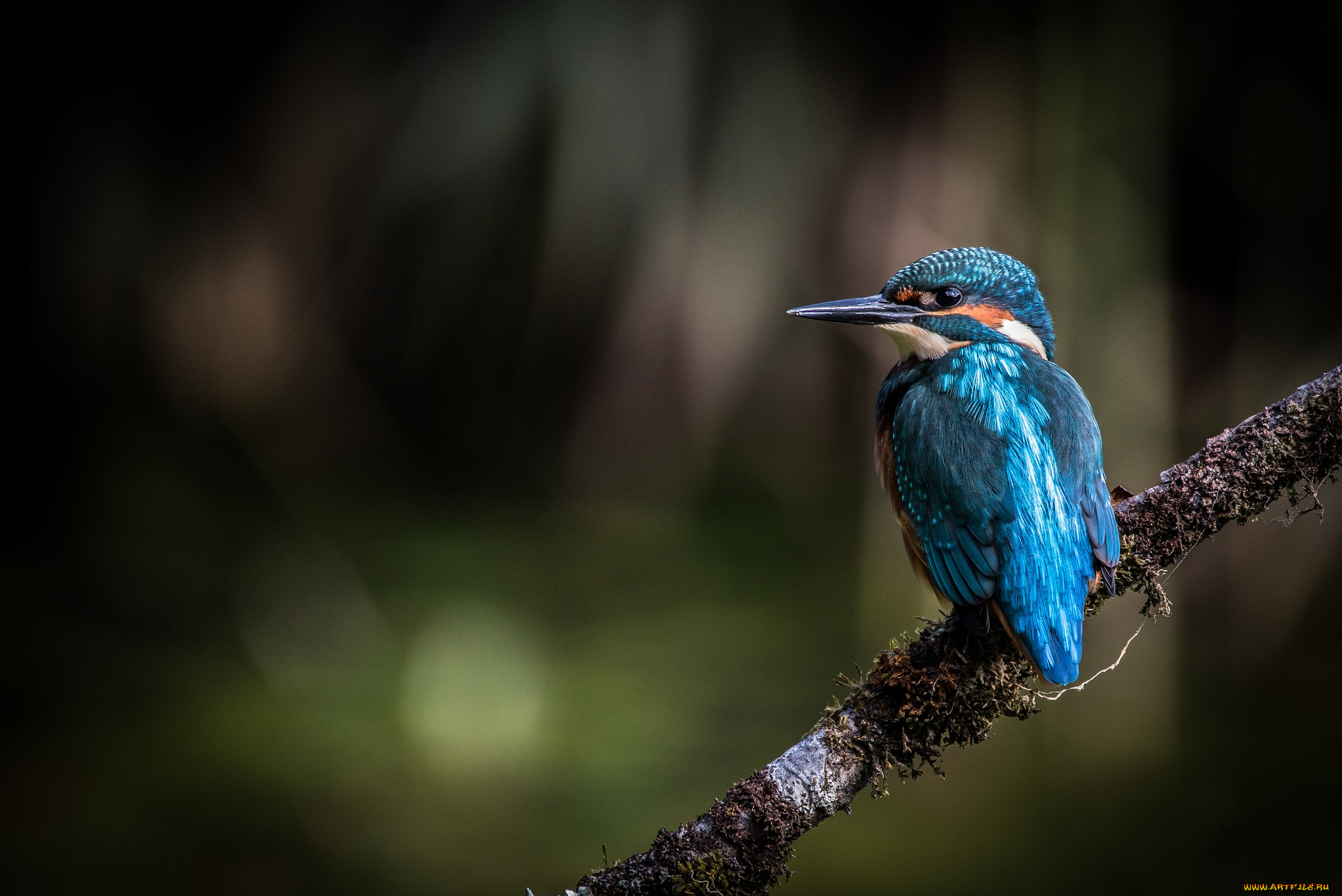 животные, зимородки, птичка