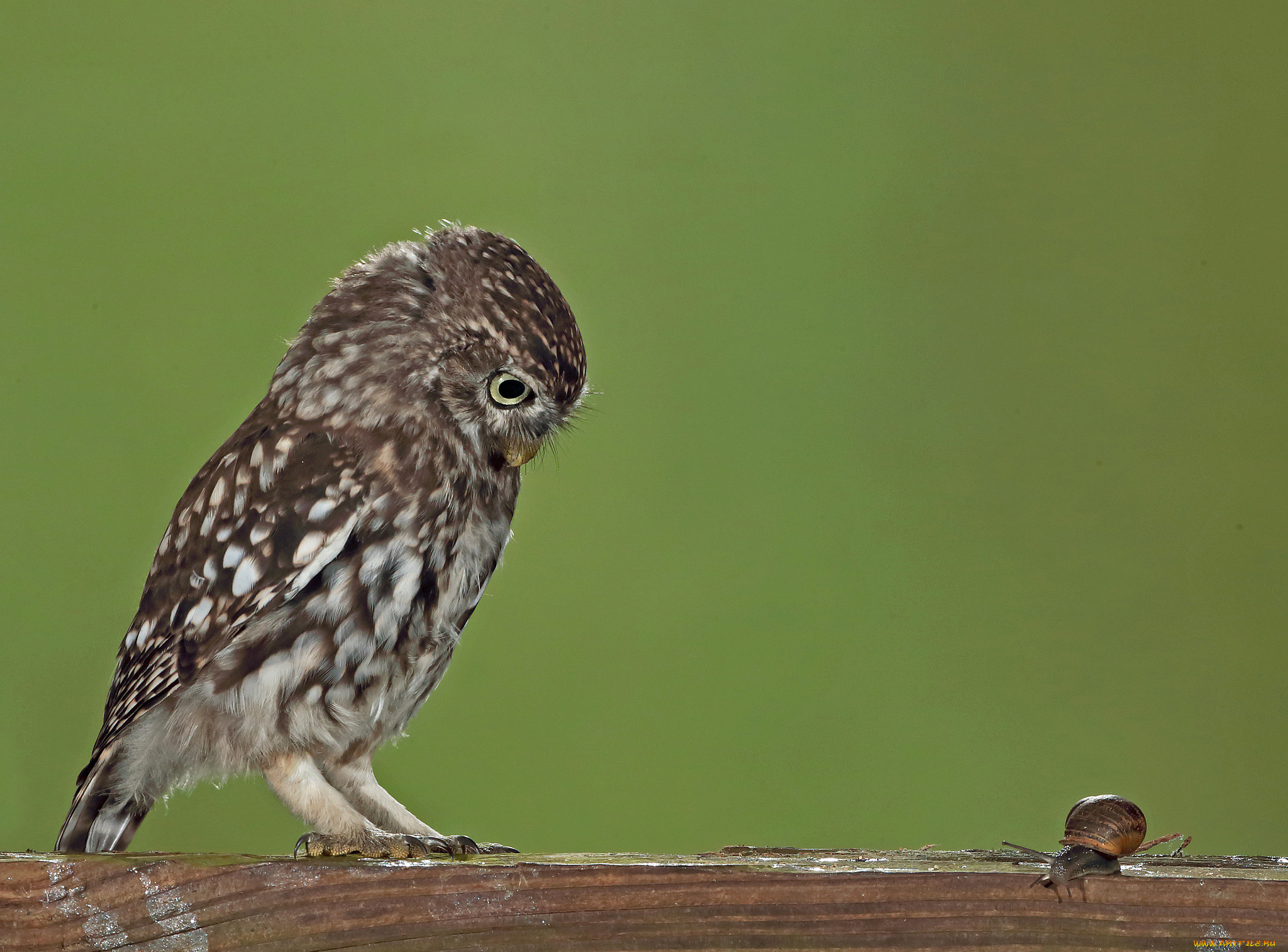 животные, разные, вместе, сыч, улитка