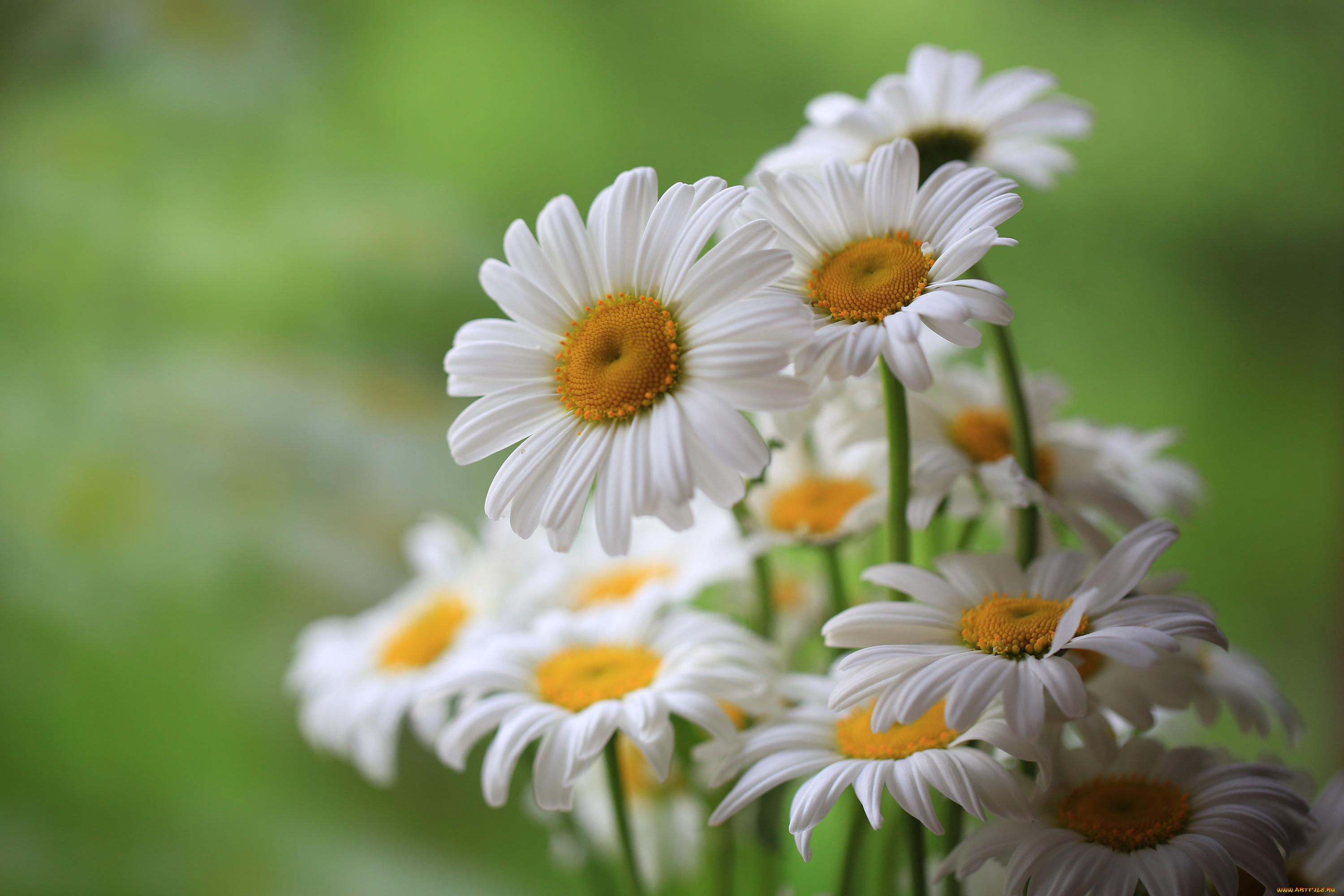 цветы, ромашки, цветение, поле