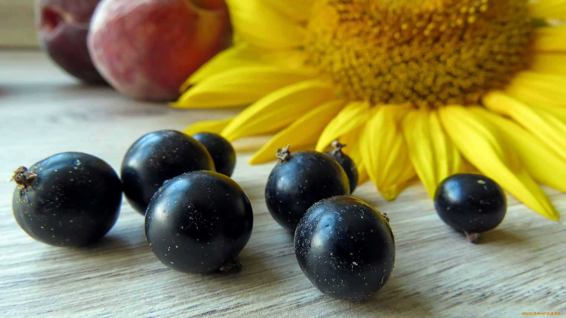 еда, смородина, подсолнух, слива