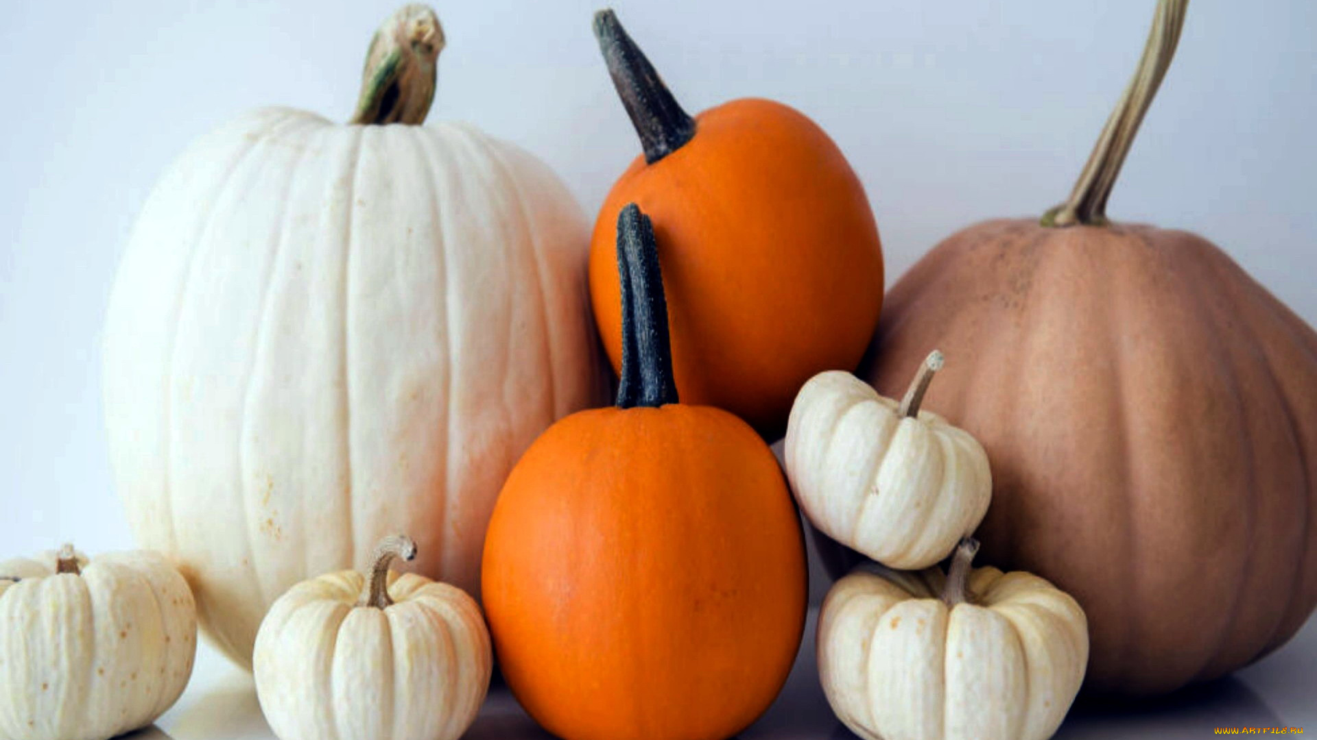 еда, тыква, урожай