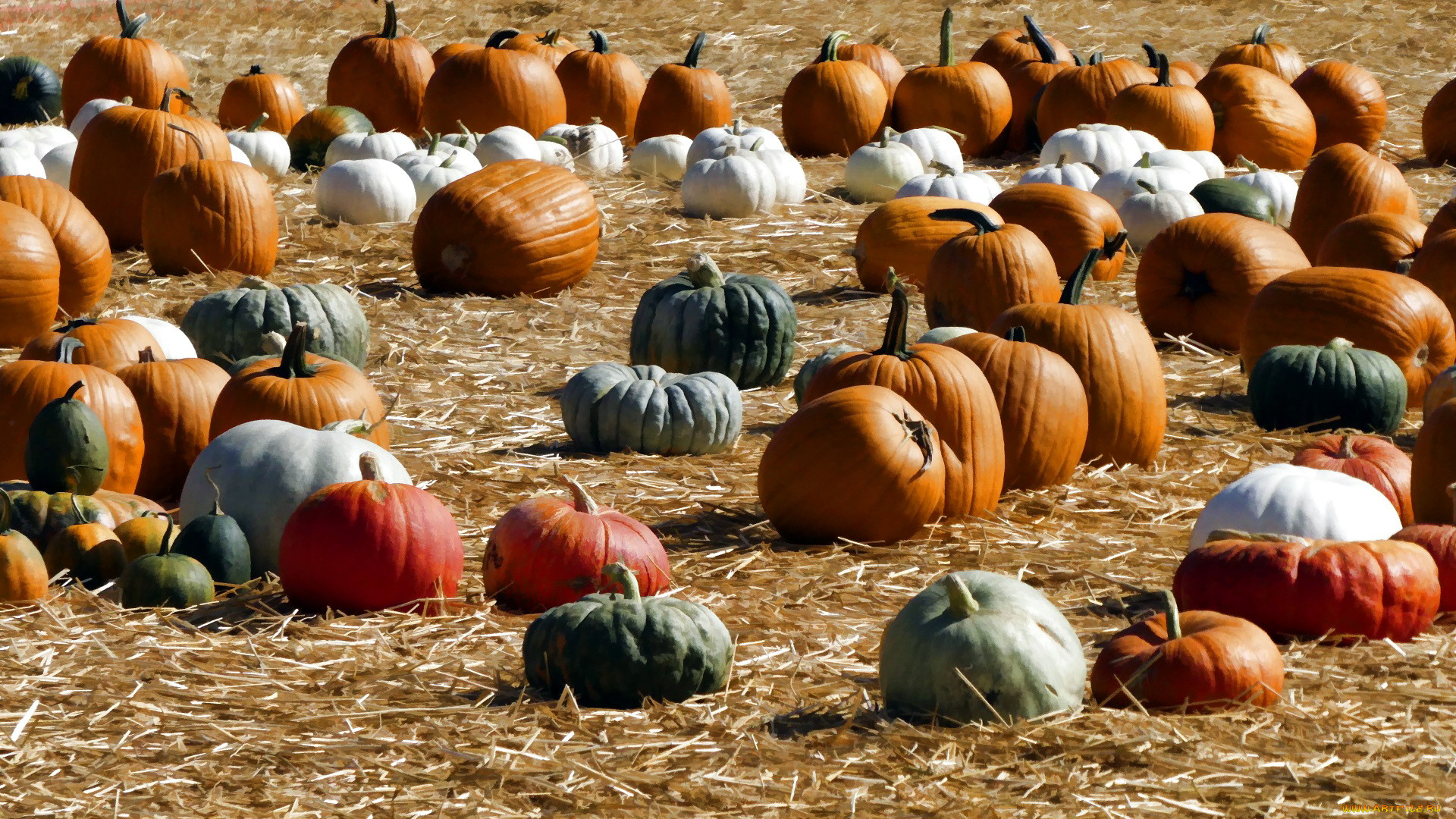 еда, тыква, урожай