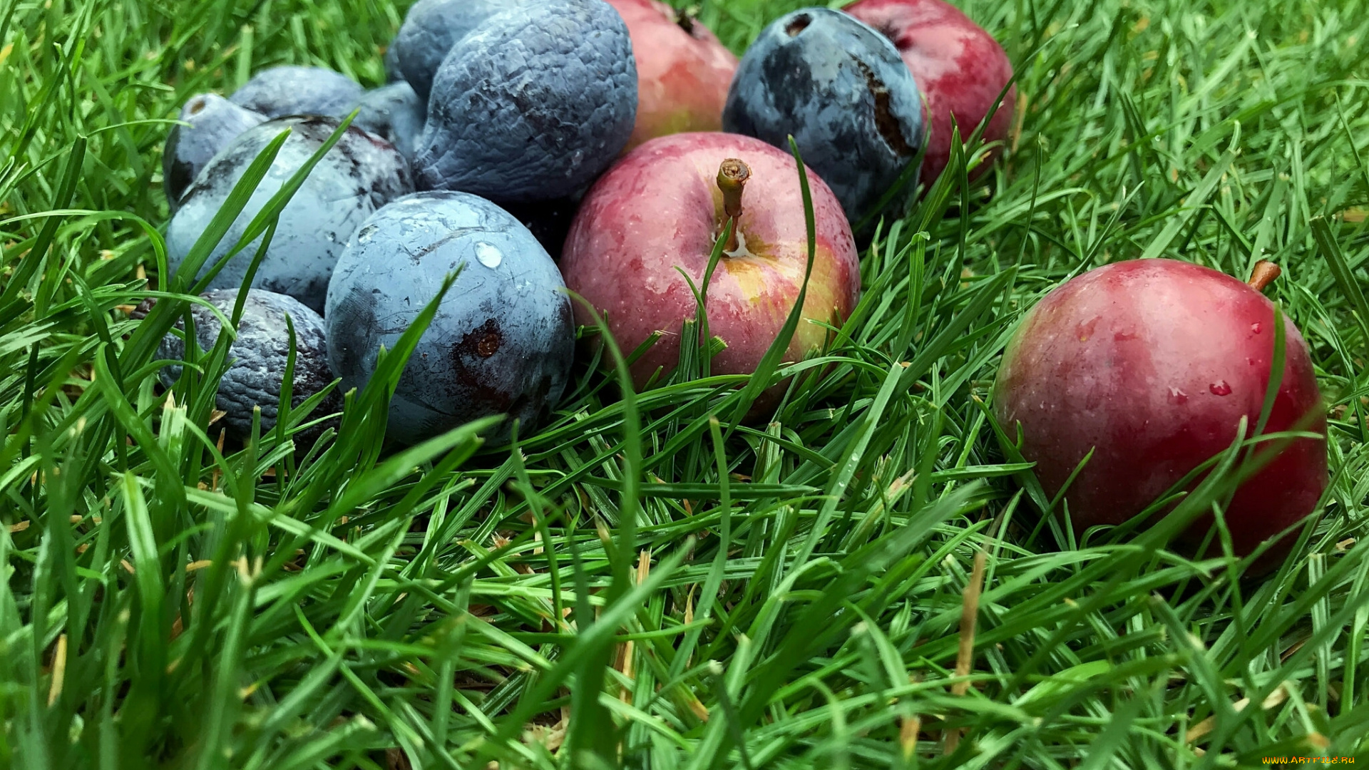 еда, Яблоки, трава, яблоки, слива