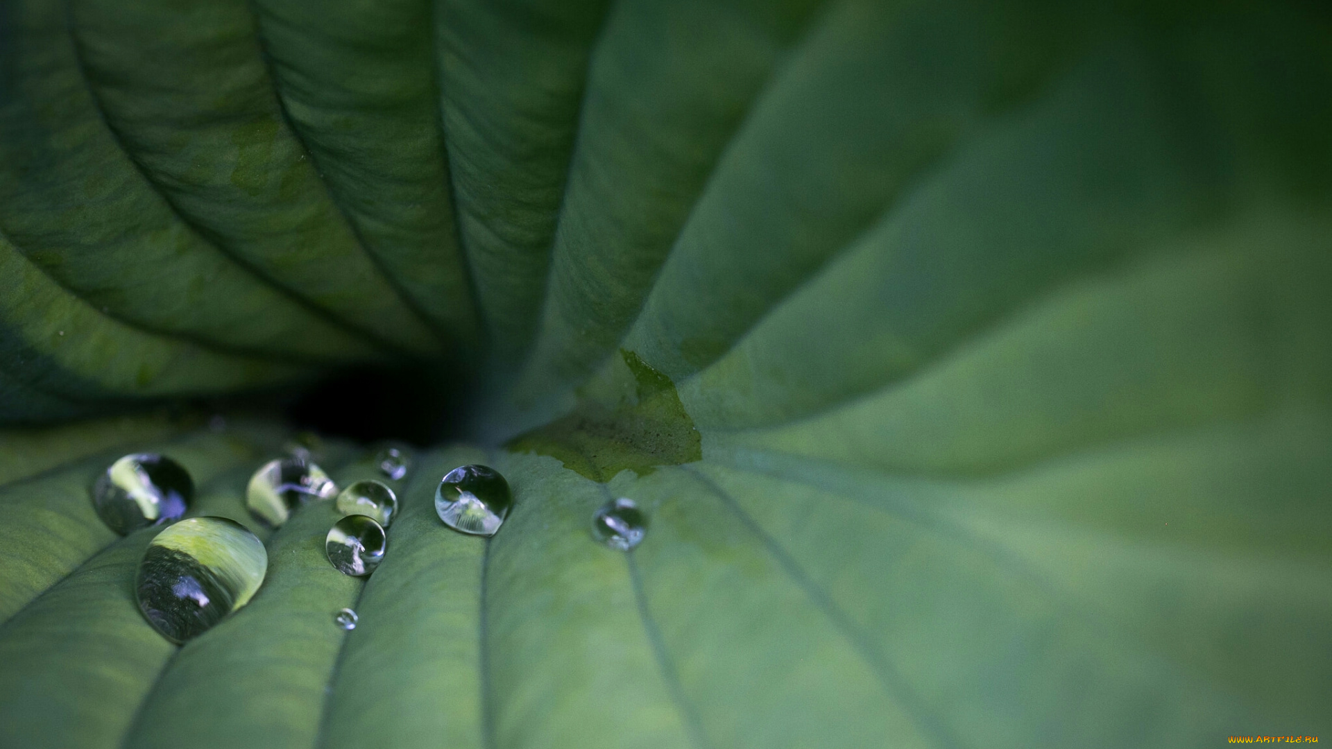 лист, природа, листья, роса, капли, макро