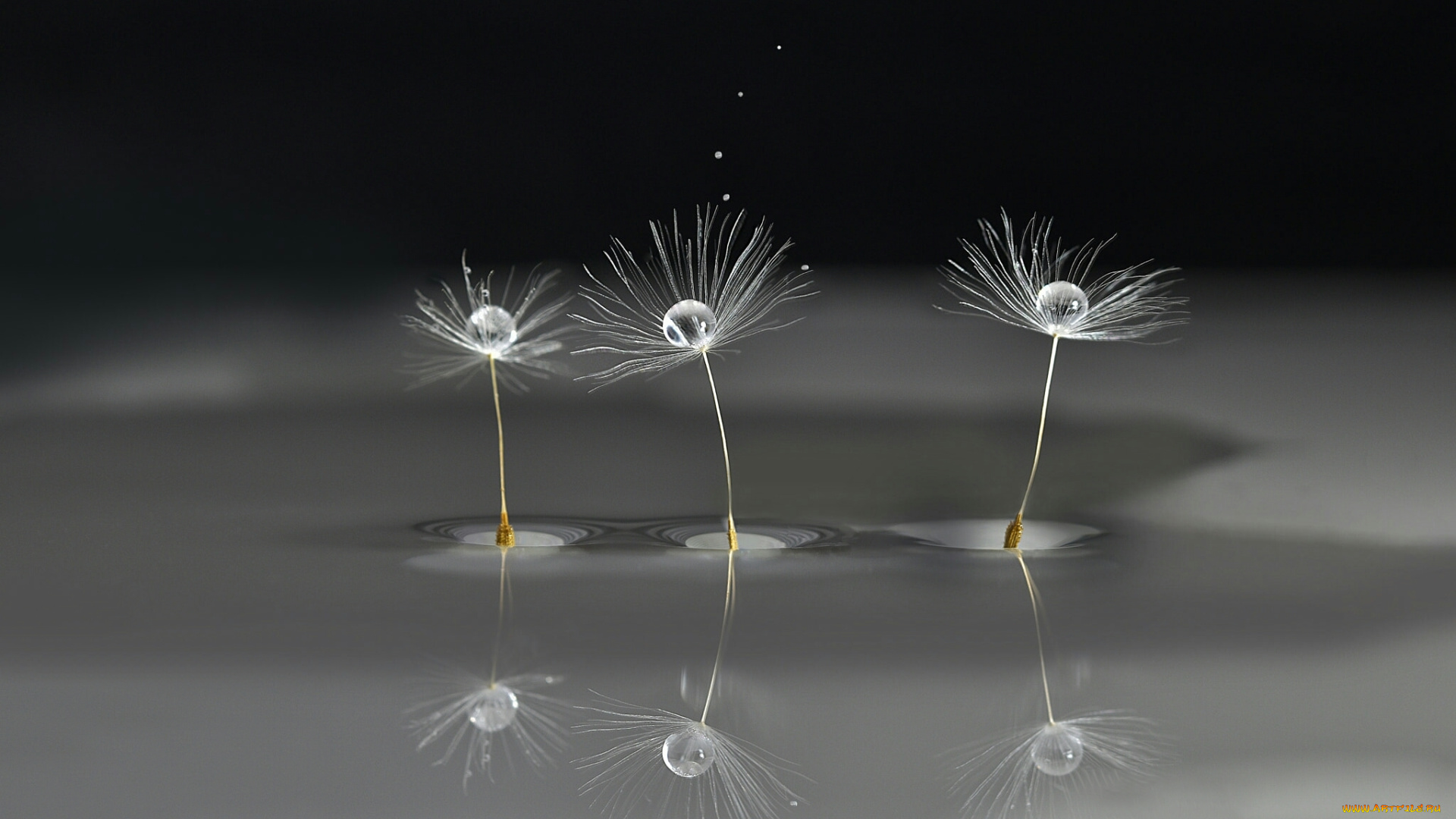 макро, природа, боке, вода, одуванчик, капли, семя