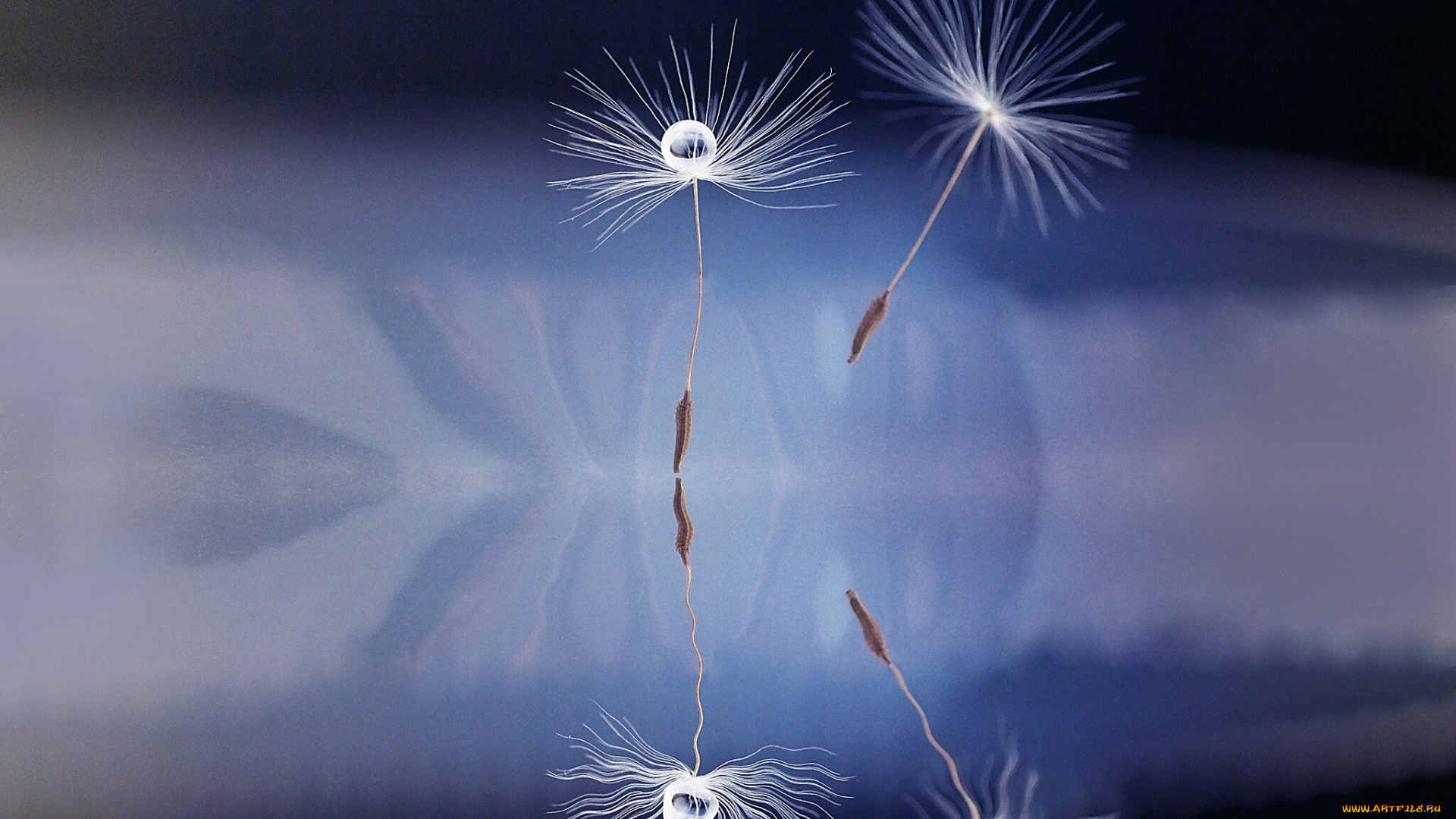 макро, природа, капли, боке, одуванчик, семя