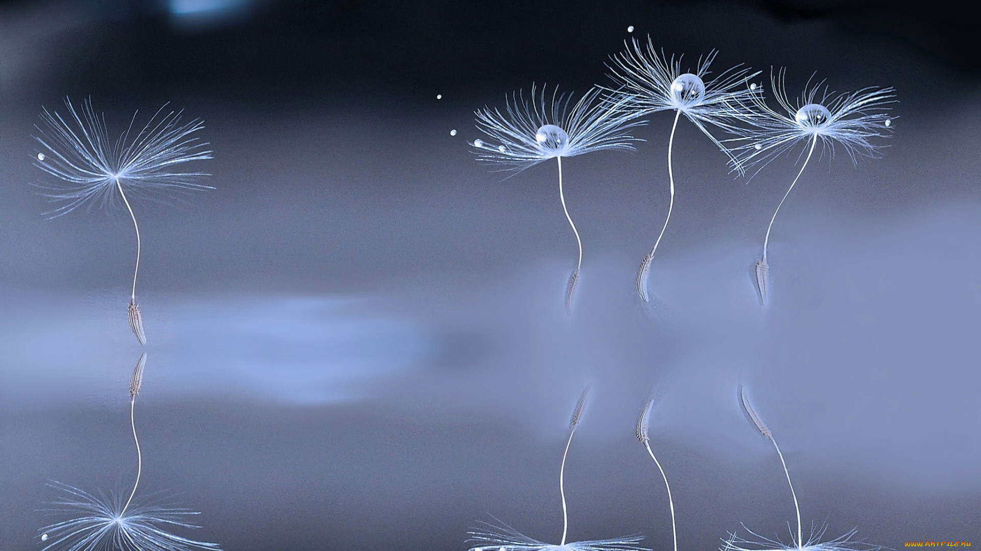 макро, природа, одуванчик, семя, боке, капли