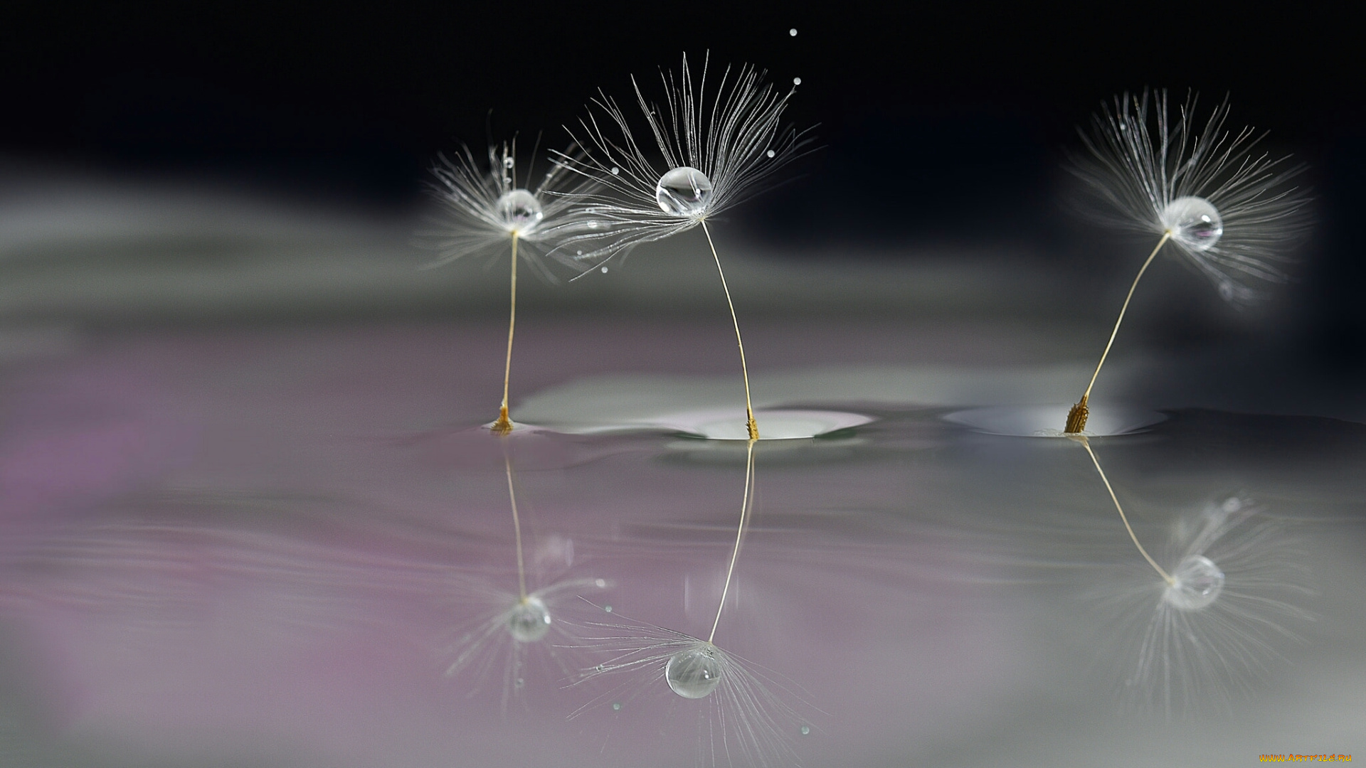 макро, природа, одуванчик, семя, капли, боке, вода