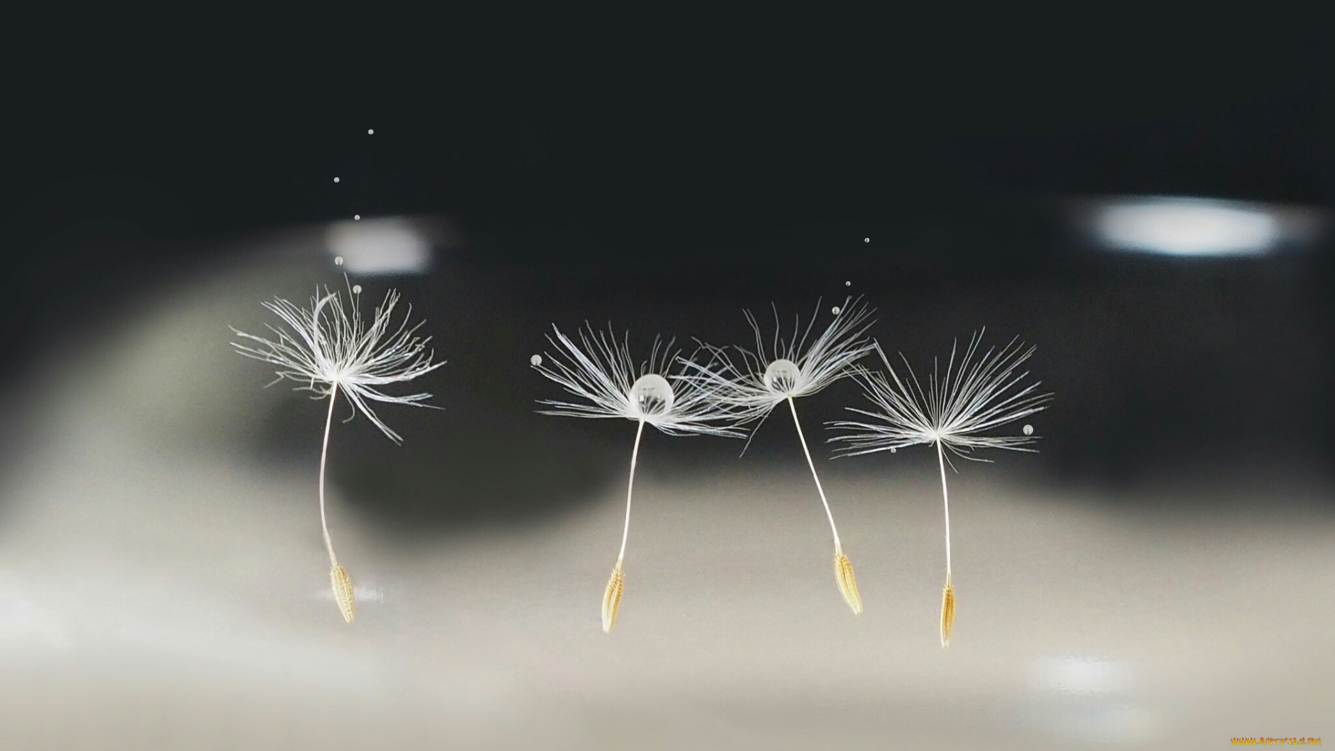 макро, природа, семя, одуванчик, капли, боке