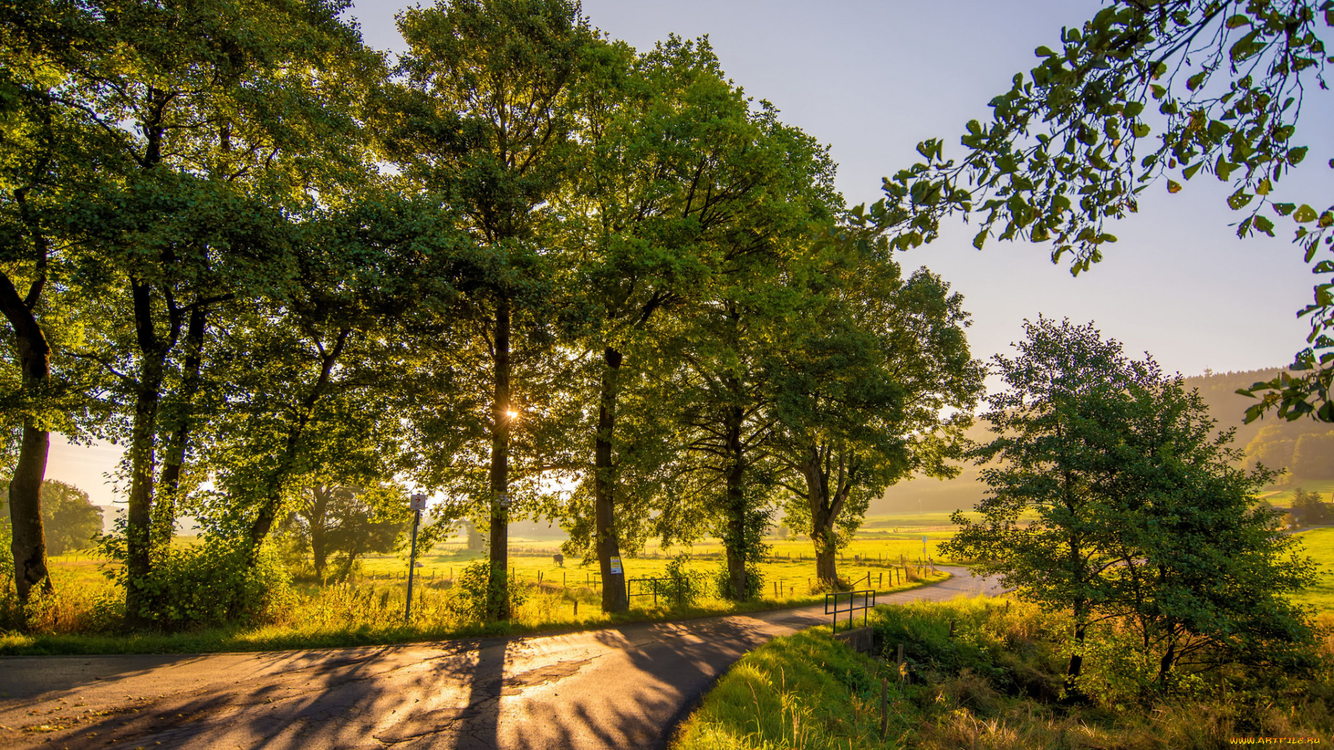 природа, деревья, простор