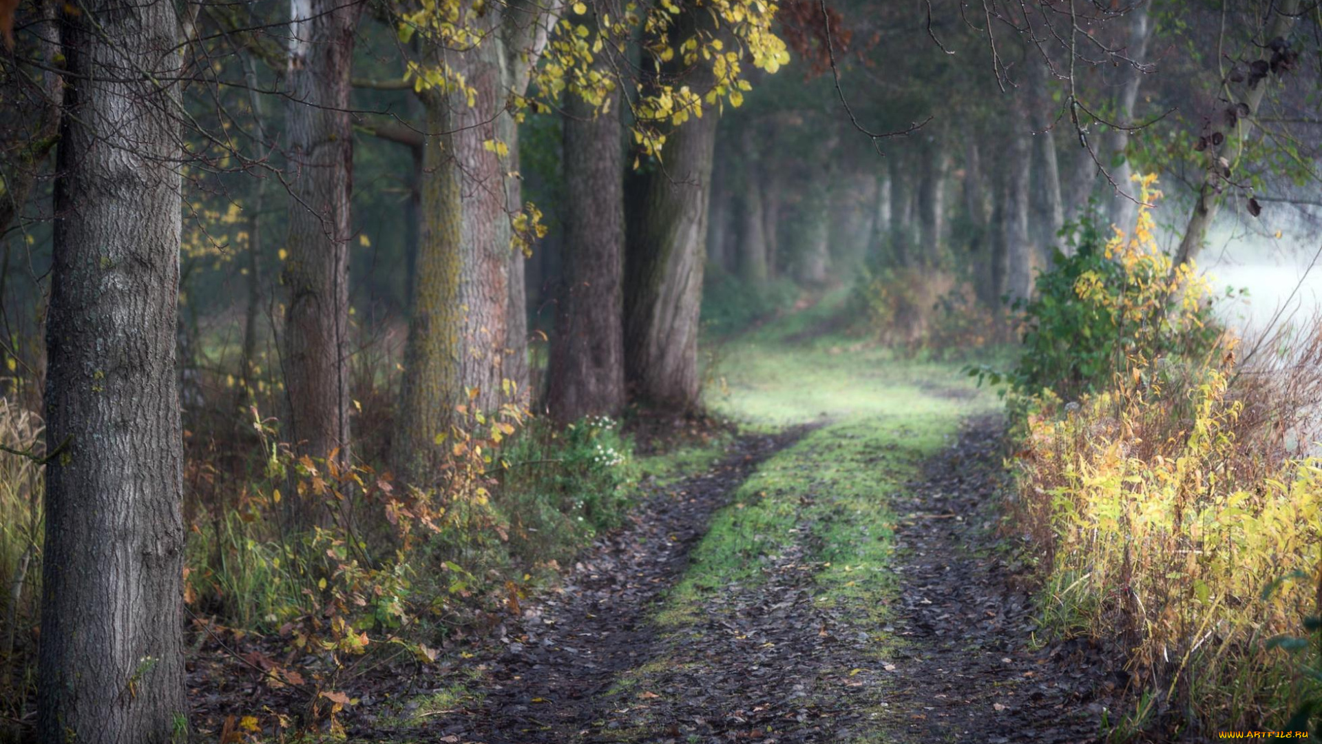 природа, дороги, трава, осень, дорога, лес