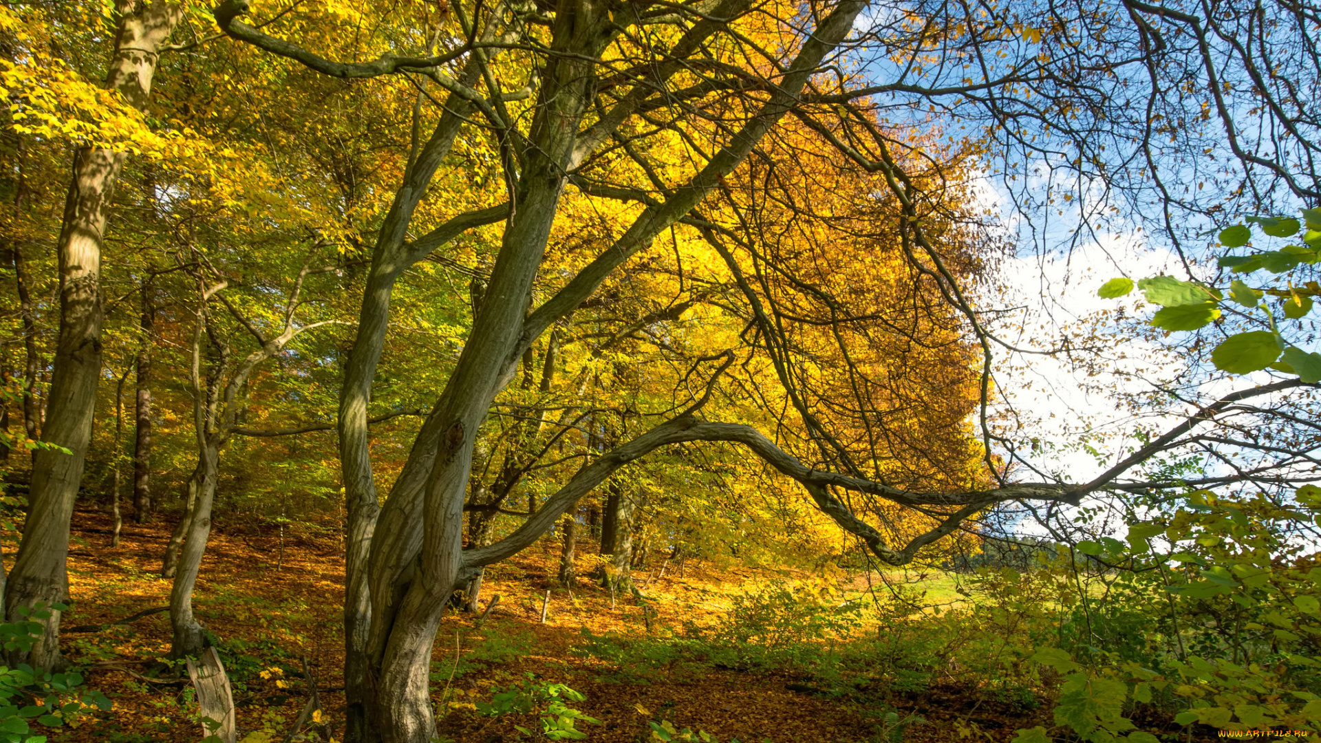 природа, лес, простор