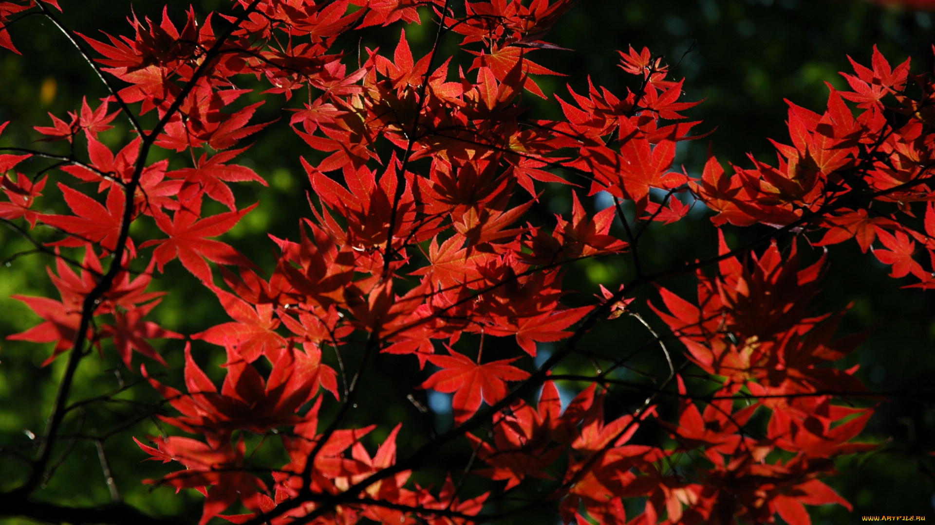 природа, листья