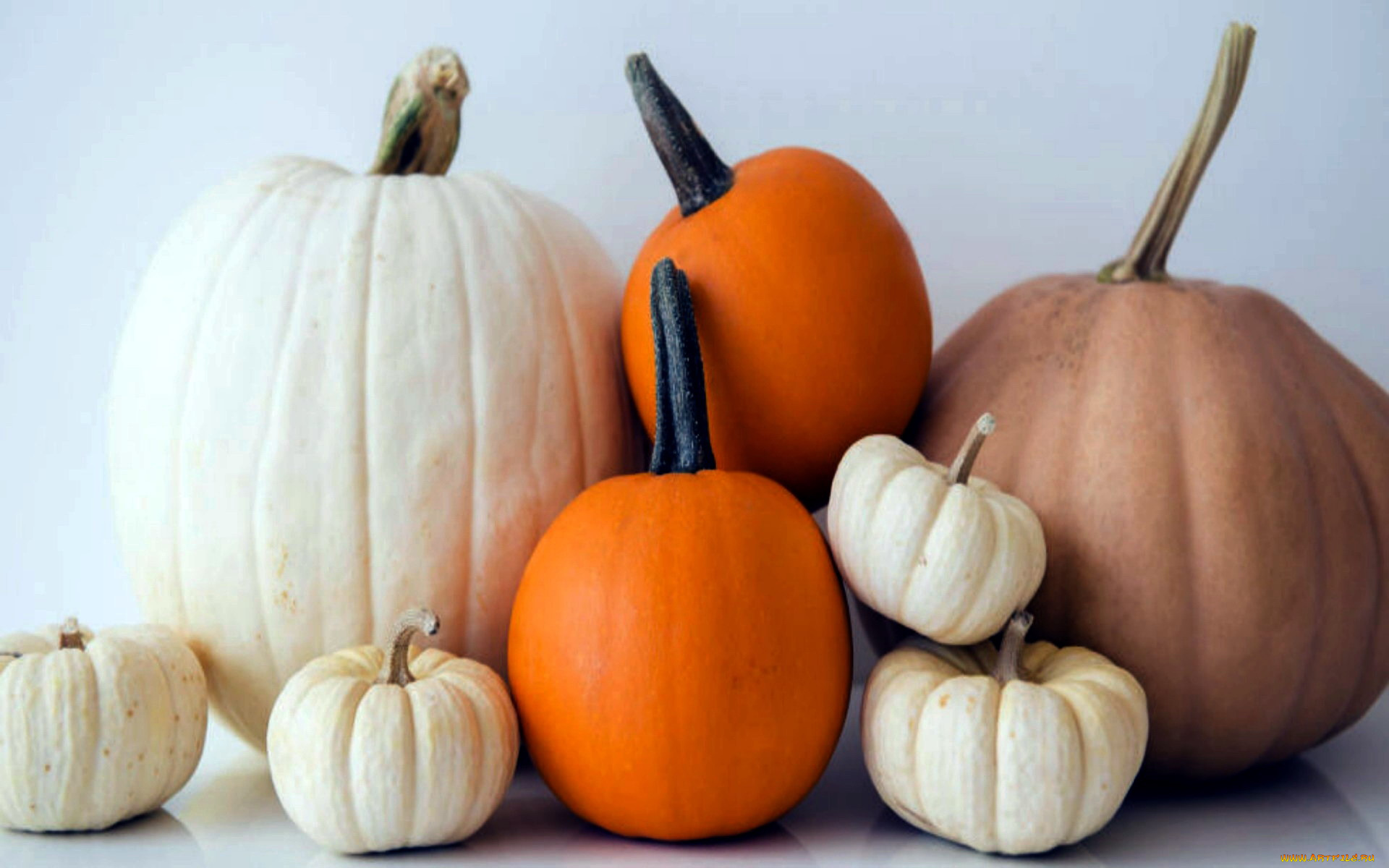 еда, тыква, урожай