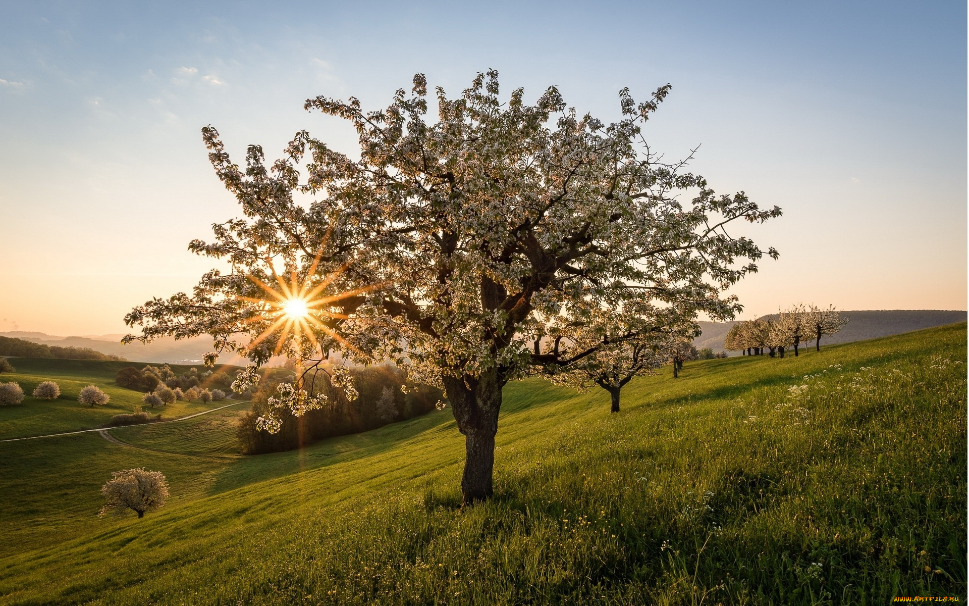 природа, деревья, трава, весна, цветение, луга