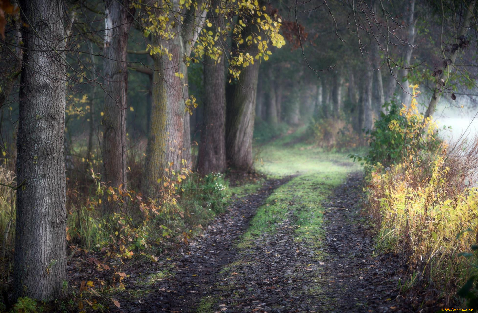 природа, дороги, трава, осень, дорога, лес