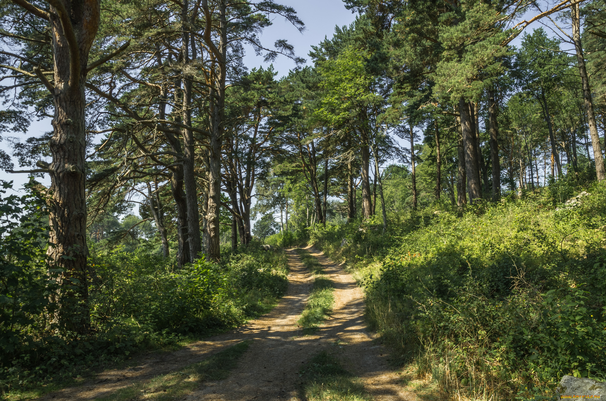 природа, дороги, простор