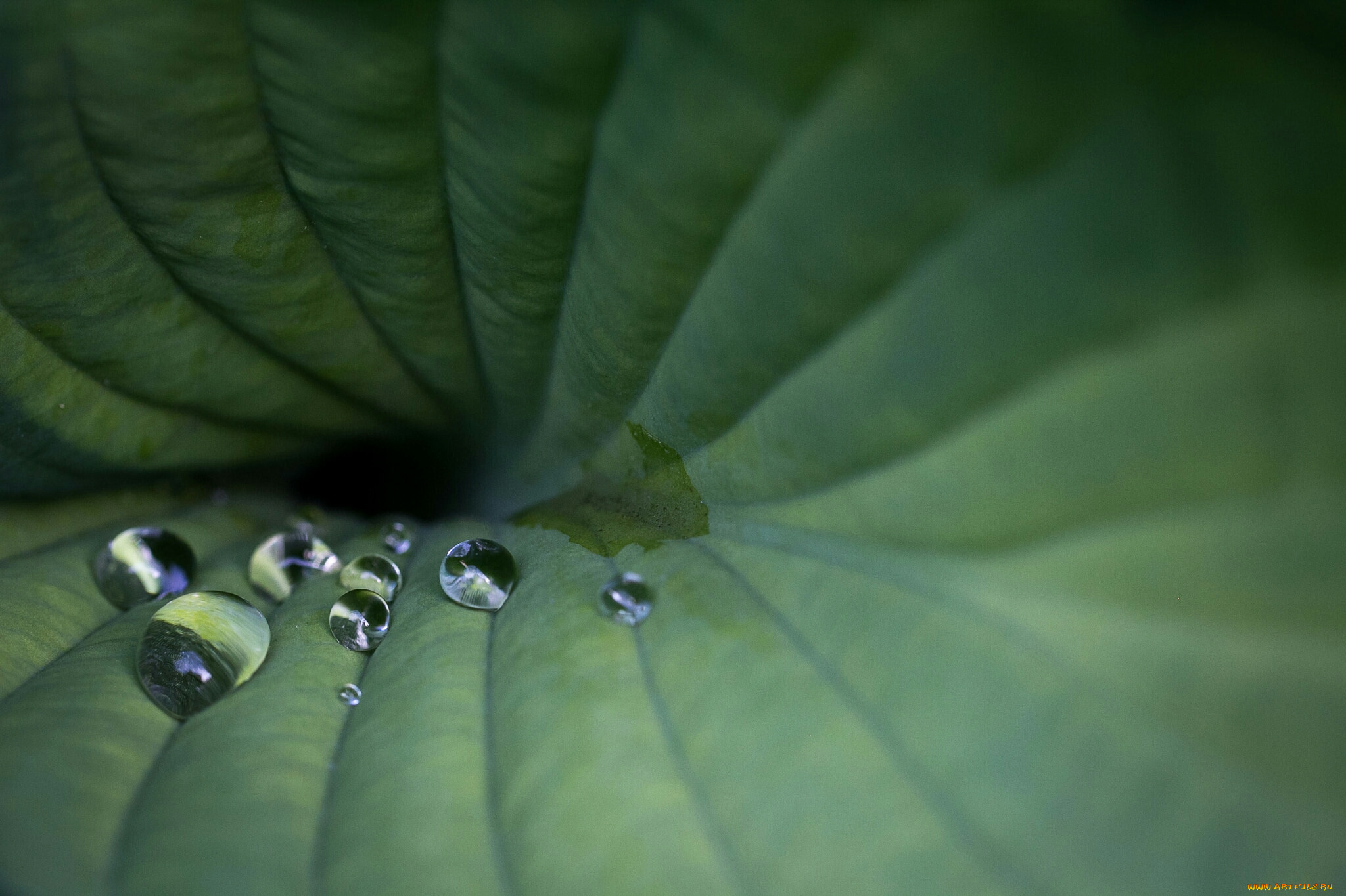 лист, природа, листья, роса, капли, макро