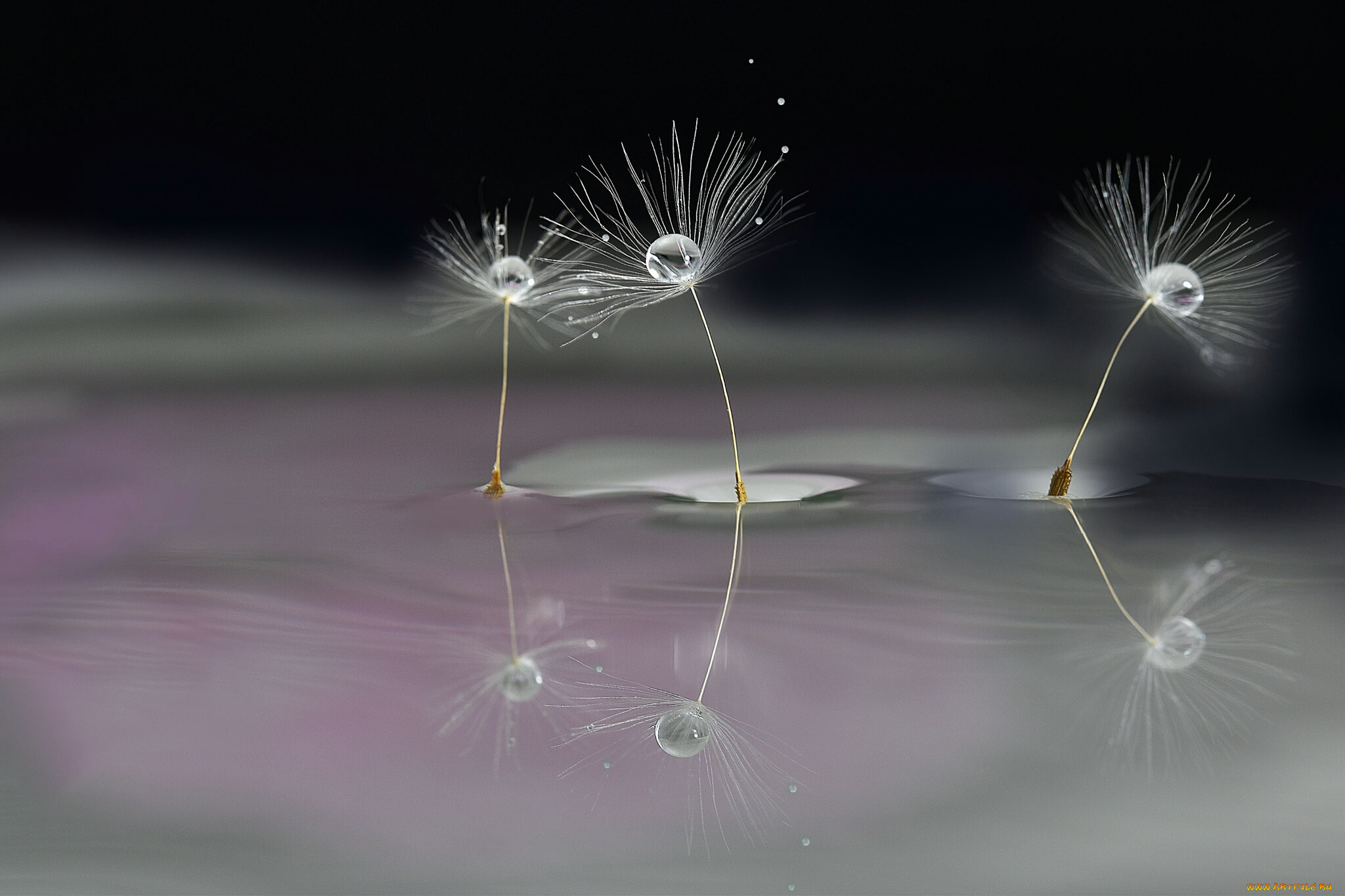 макро, природа, одуванчик, семя, капли, боке, вода