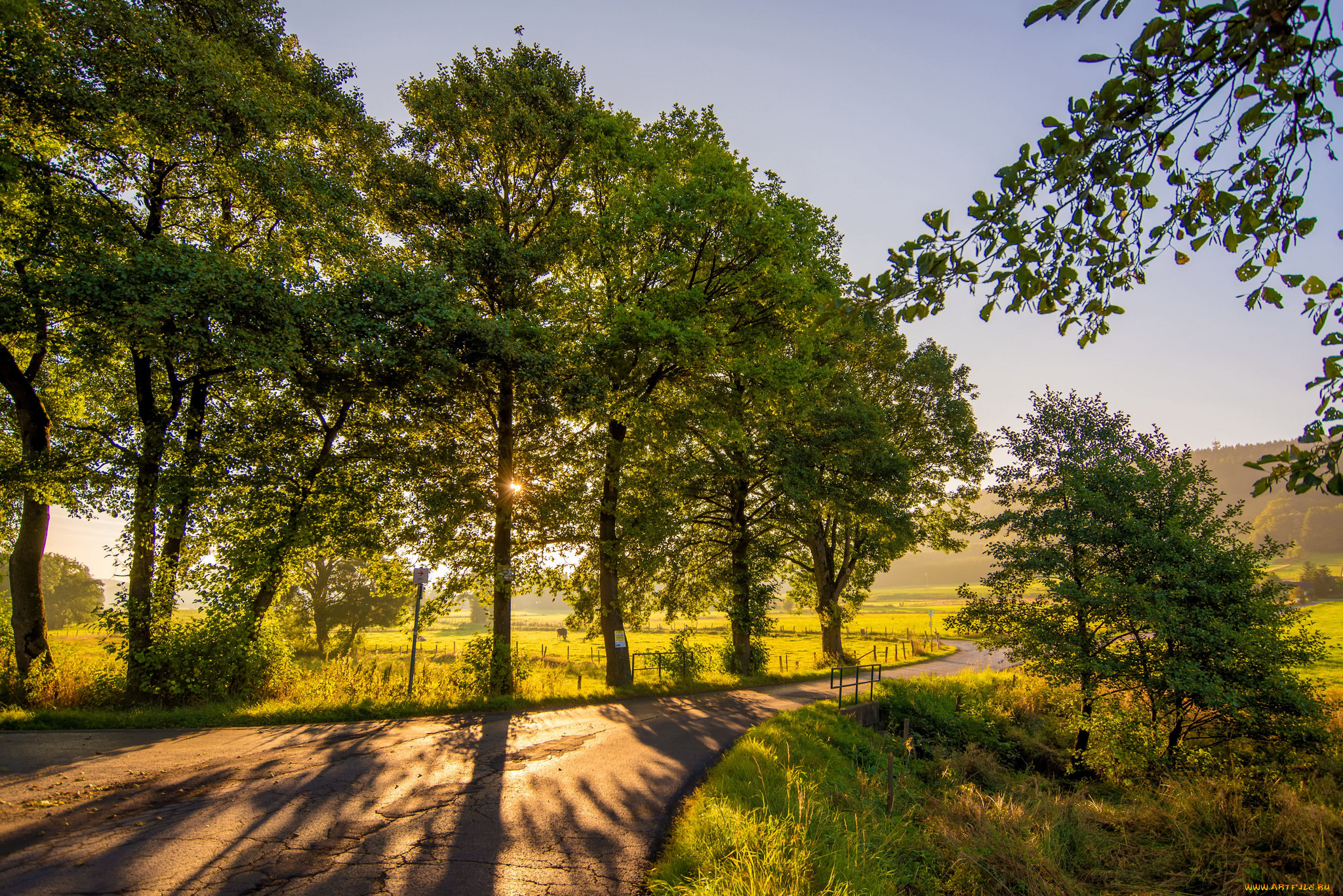 природа, деревья, простор