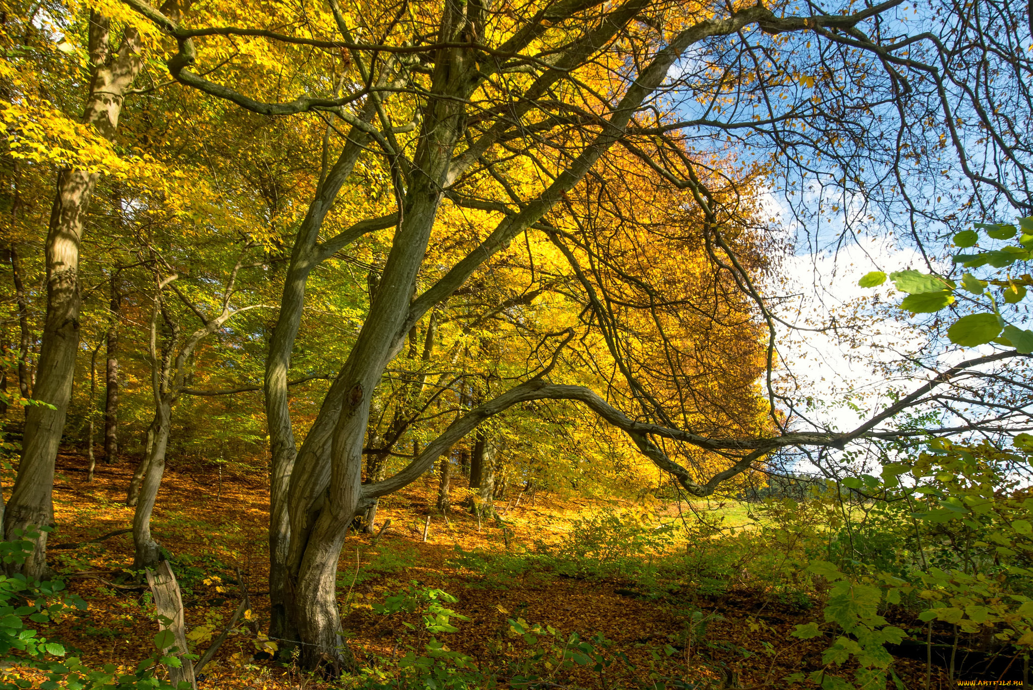 природа, лес, простор