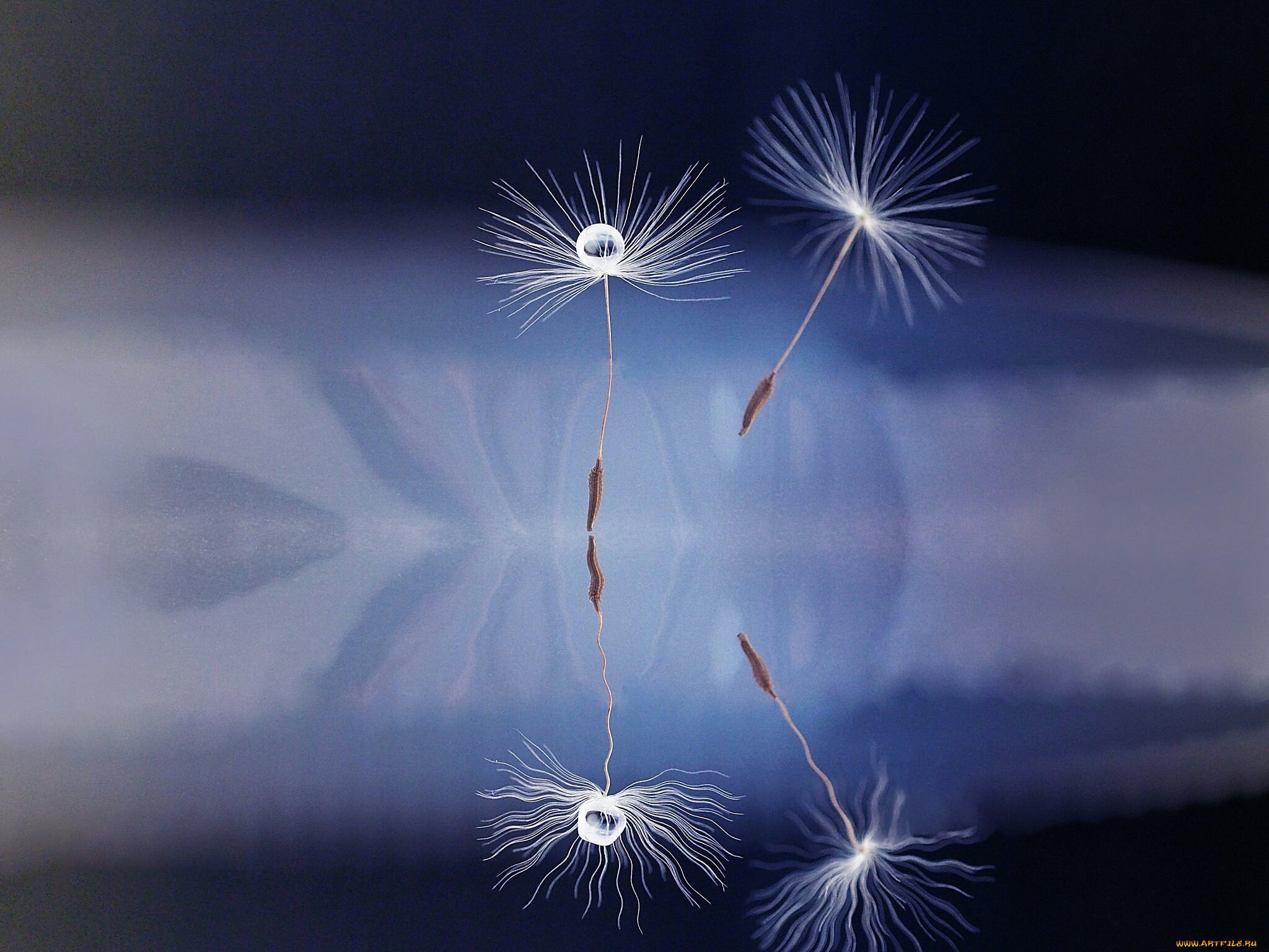 макро, природа, капли, боке, одуванчик, семя