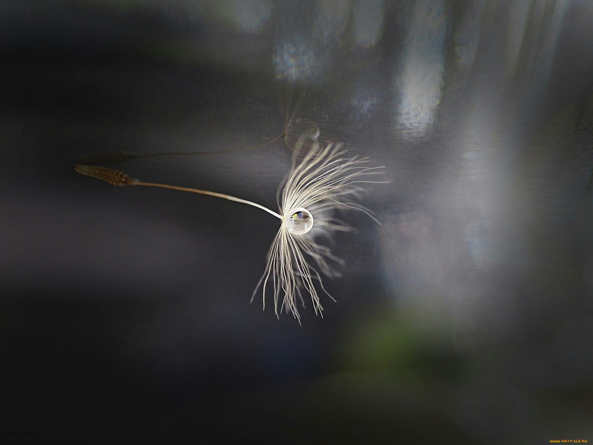 макро, природа, капли, одуванчик, семя, боке