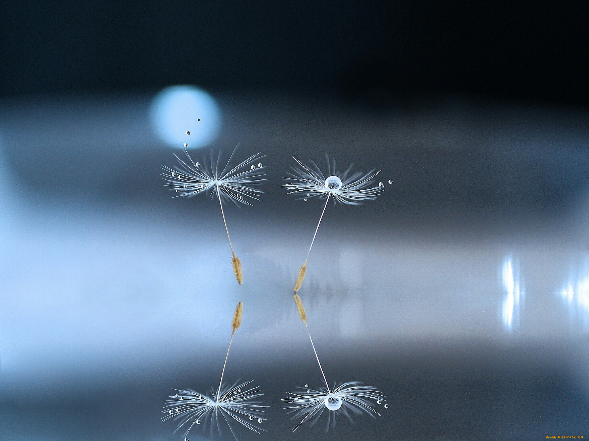 макро, природа, капли, одуванчик, семя, боке