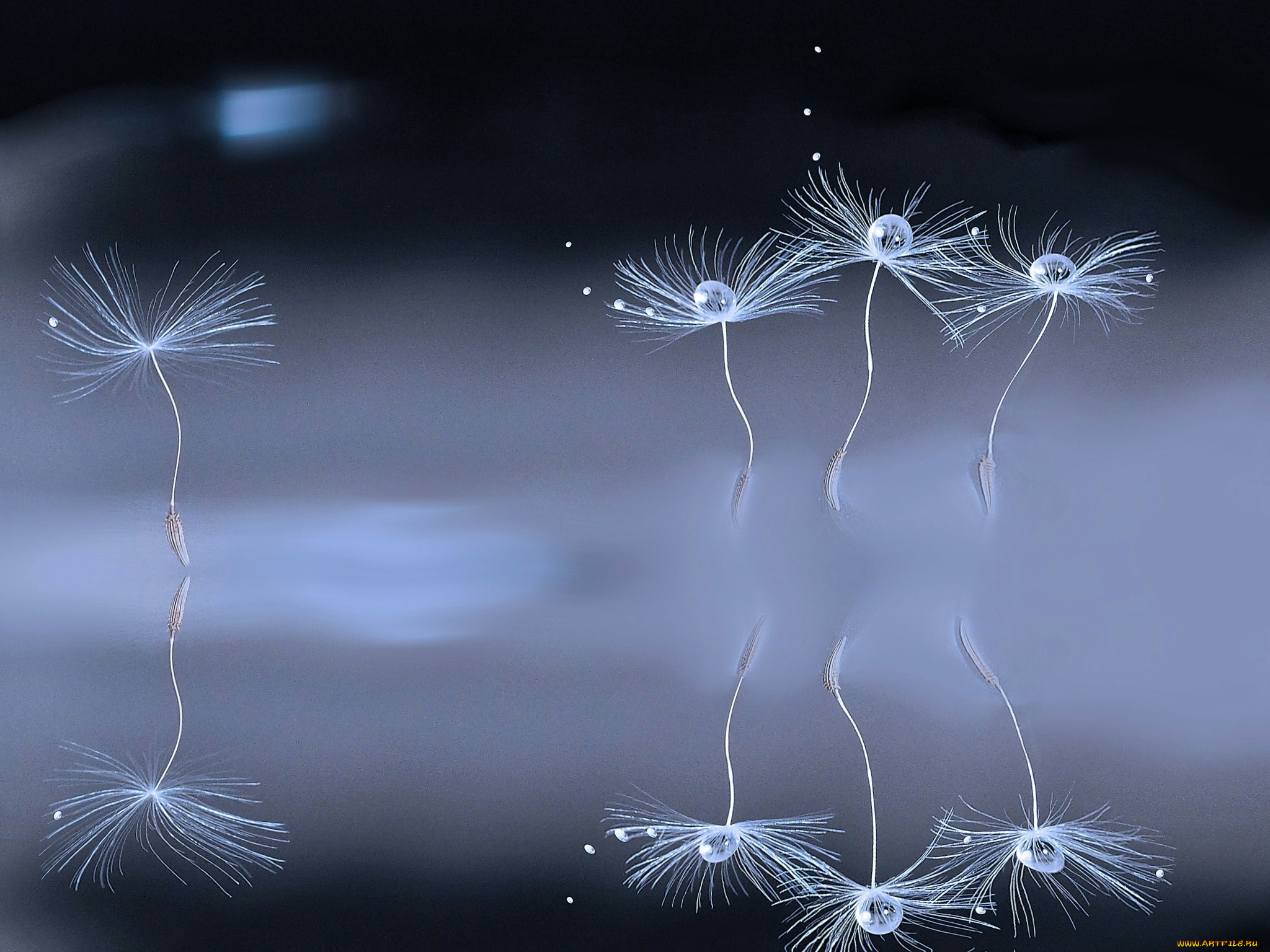 макро, природа, одуванчик, семя, боке, капли