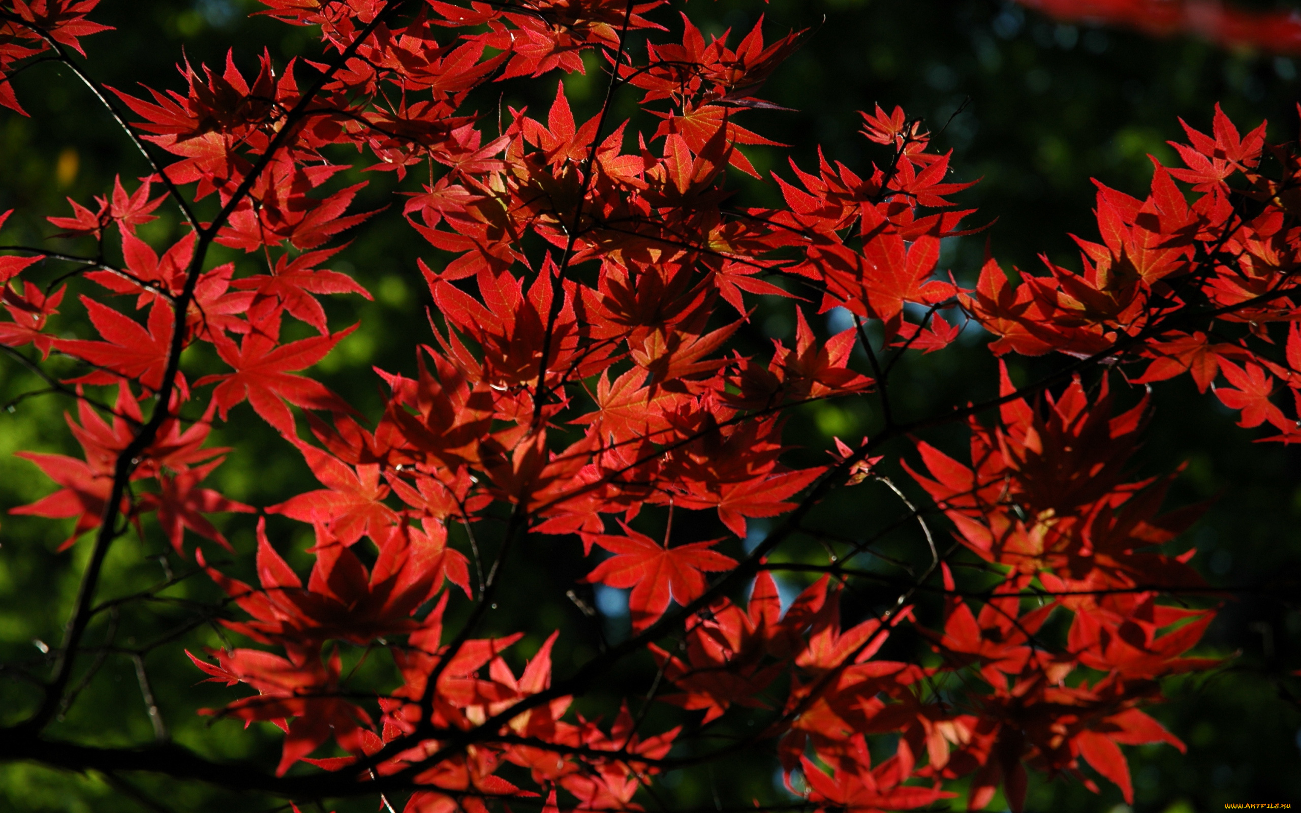 природа, листья