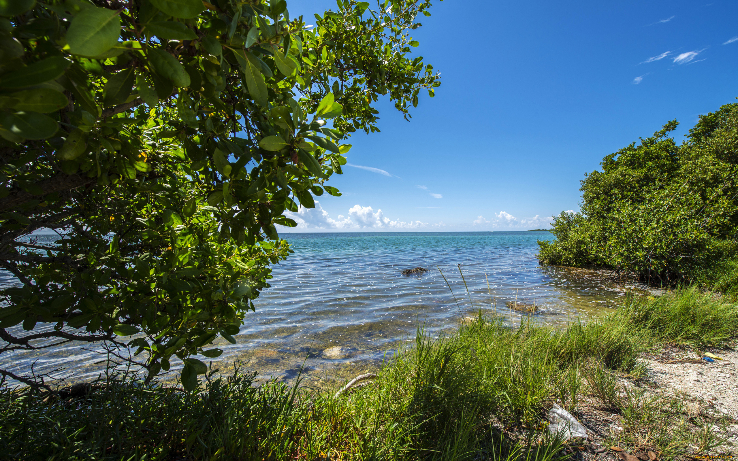 природа, побережье, деревья, вода