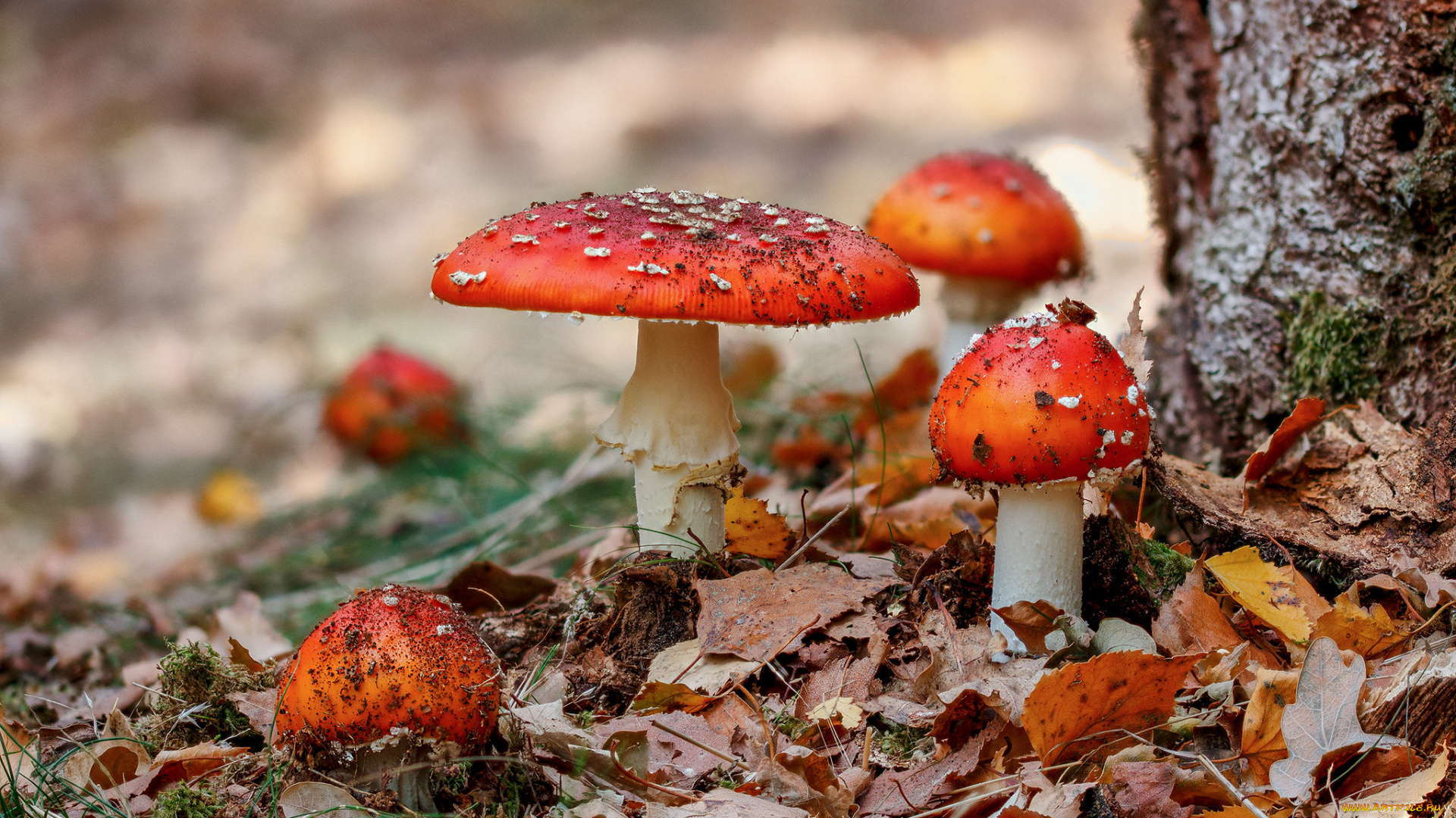 природа, грибы, , мухомор, простор