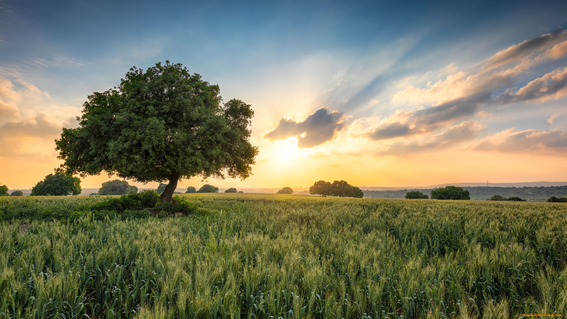 природа, поля, простор