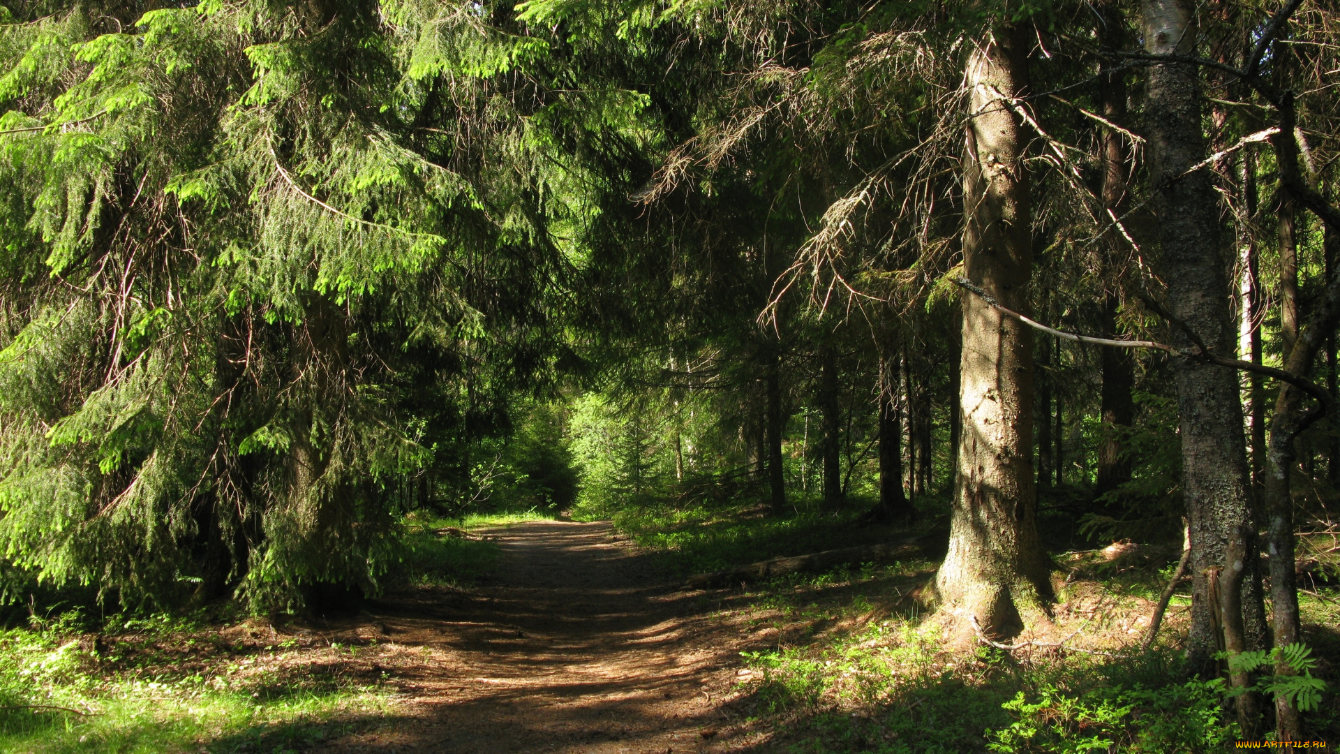 лесная, тропа, природа, лес, лето, тропинка, деревья, ели, тайга, карелия