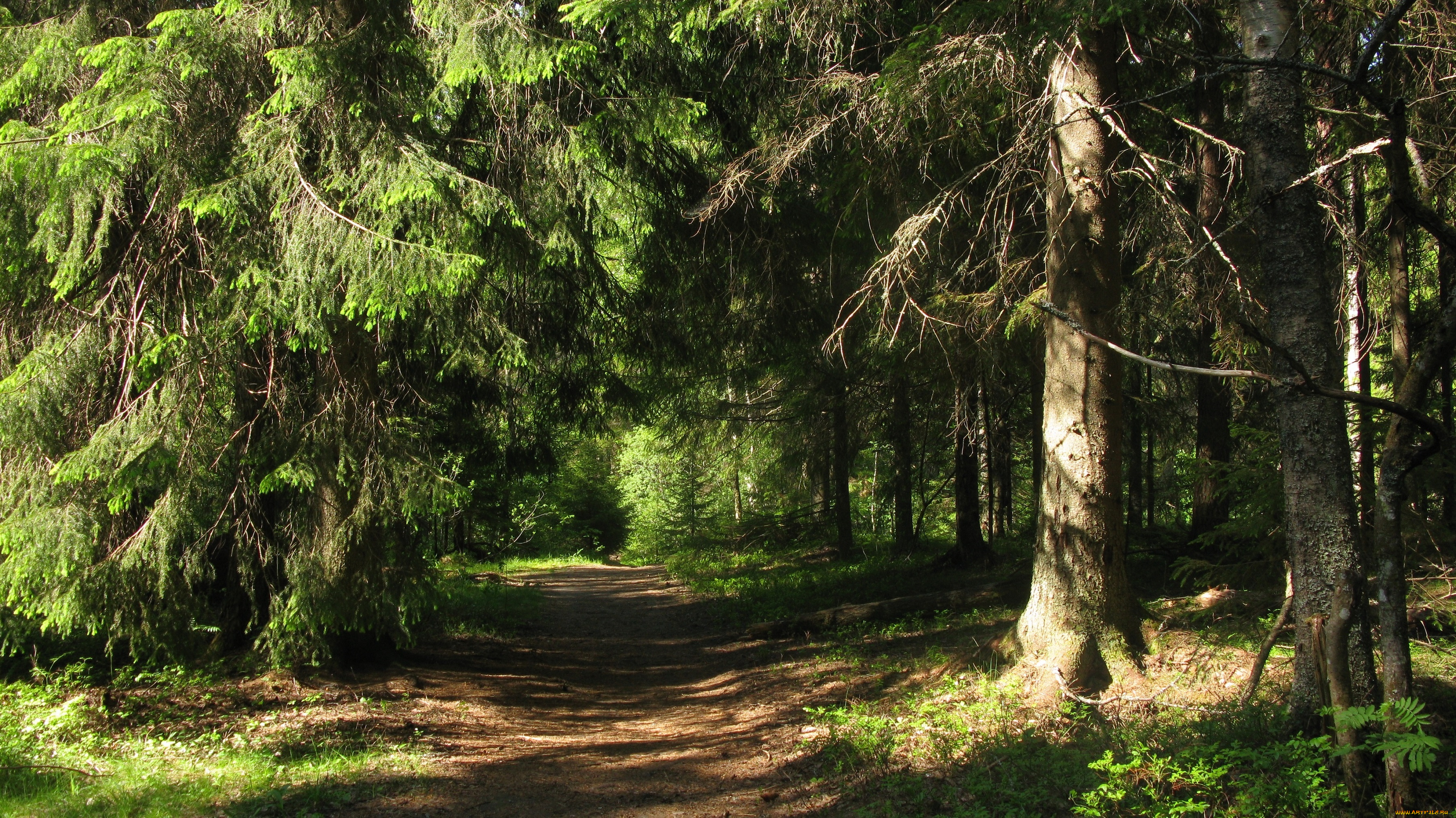 лесная, тропа, природа, лес, лето, тропинка, деревья, ели, тайга, карелия