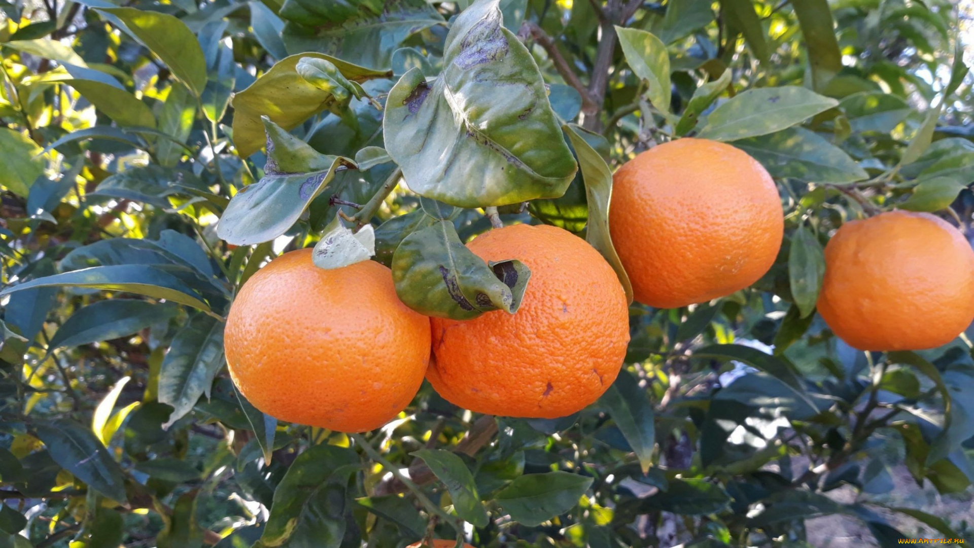 природа, плоды, мандарины