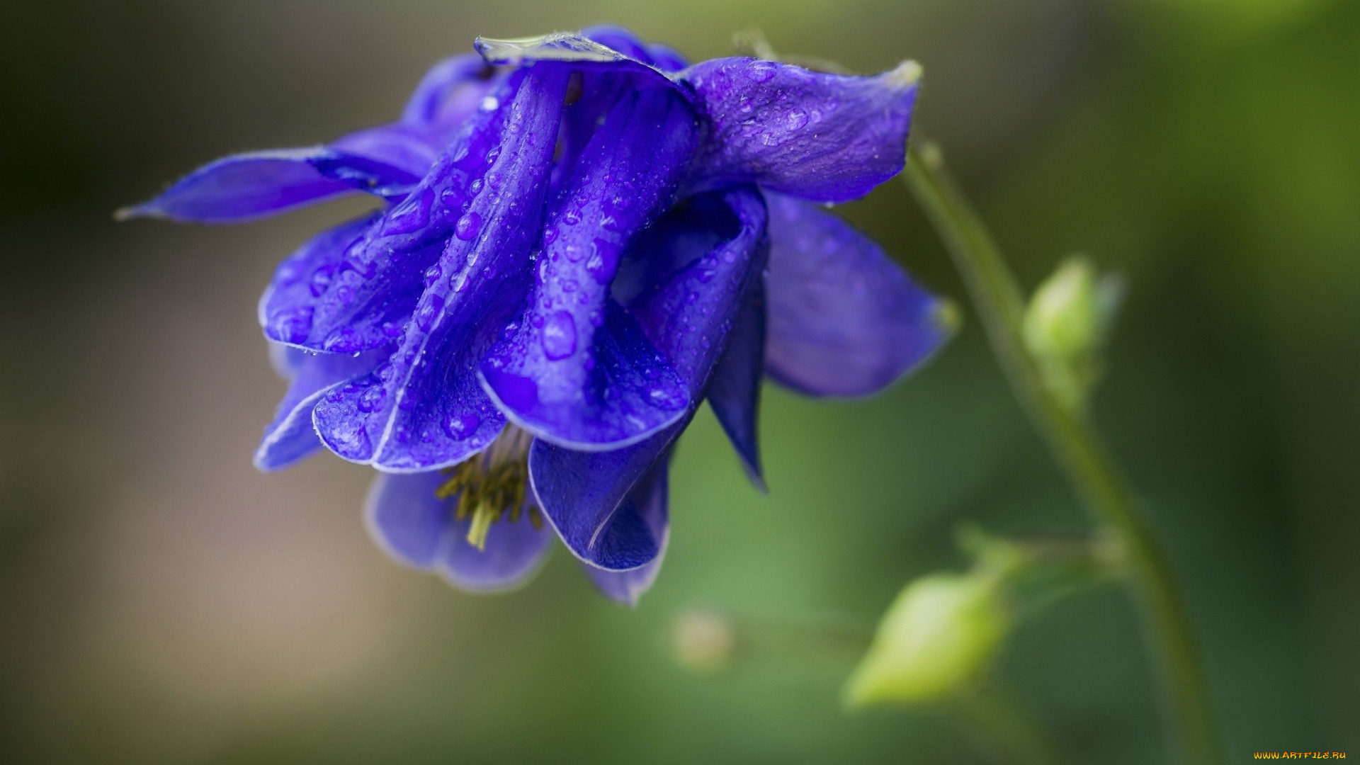 цветы, аквилегия, , водосбор, макро, синий, бутон, капли