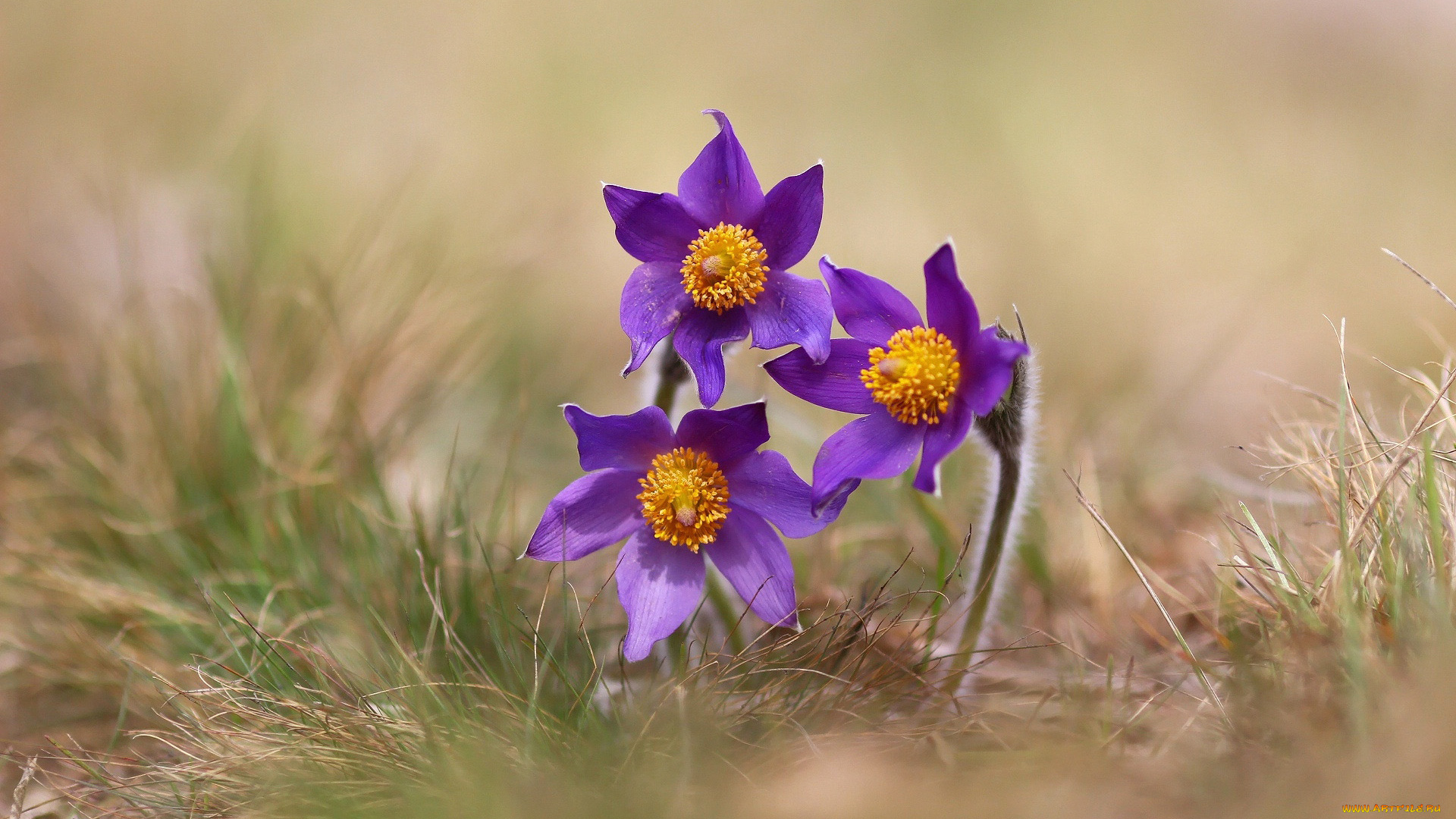 цветы, анемоны, , сон-трава, сон-трава