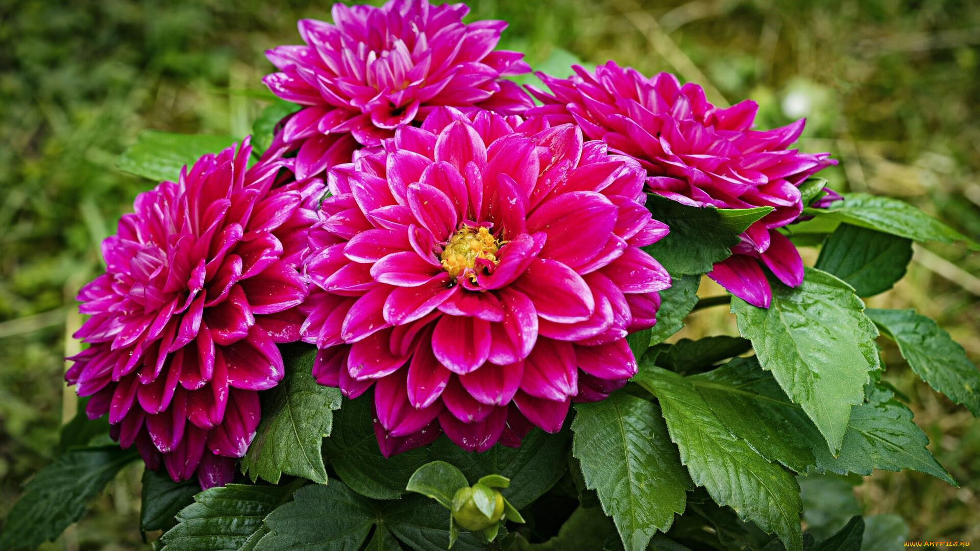 цветы, георгины, розовые, капли