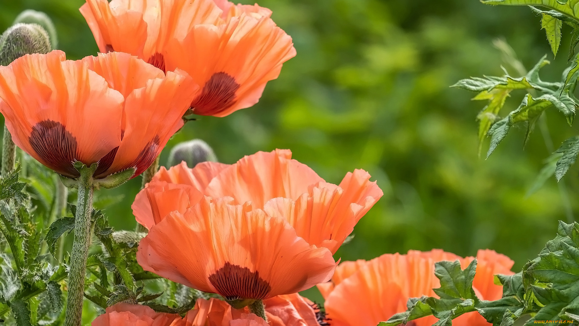 цветы, маки, оранжевые, макро